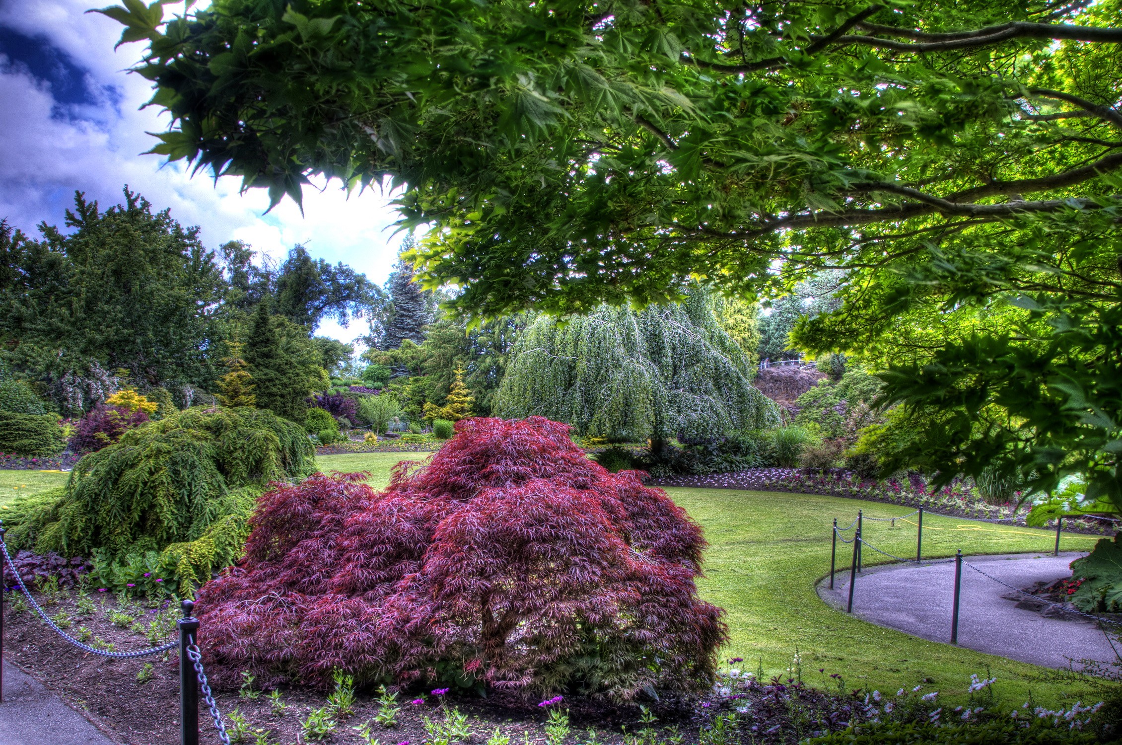 Beautiful Japanese Maple and weeping willow in a garden HD Wallpaper