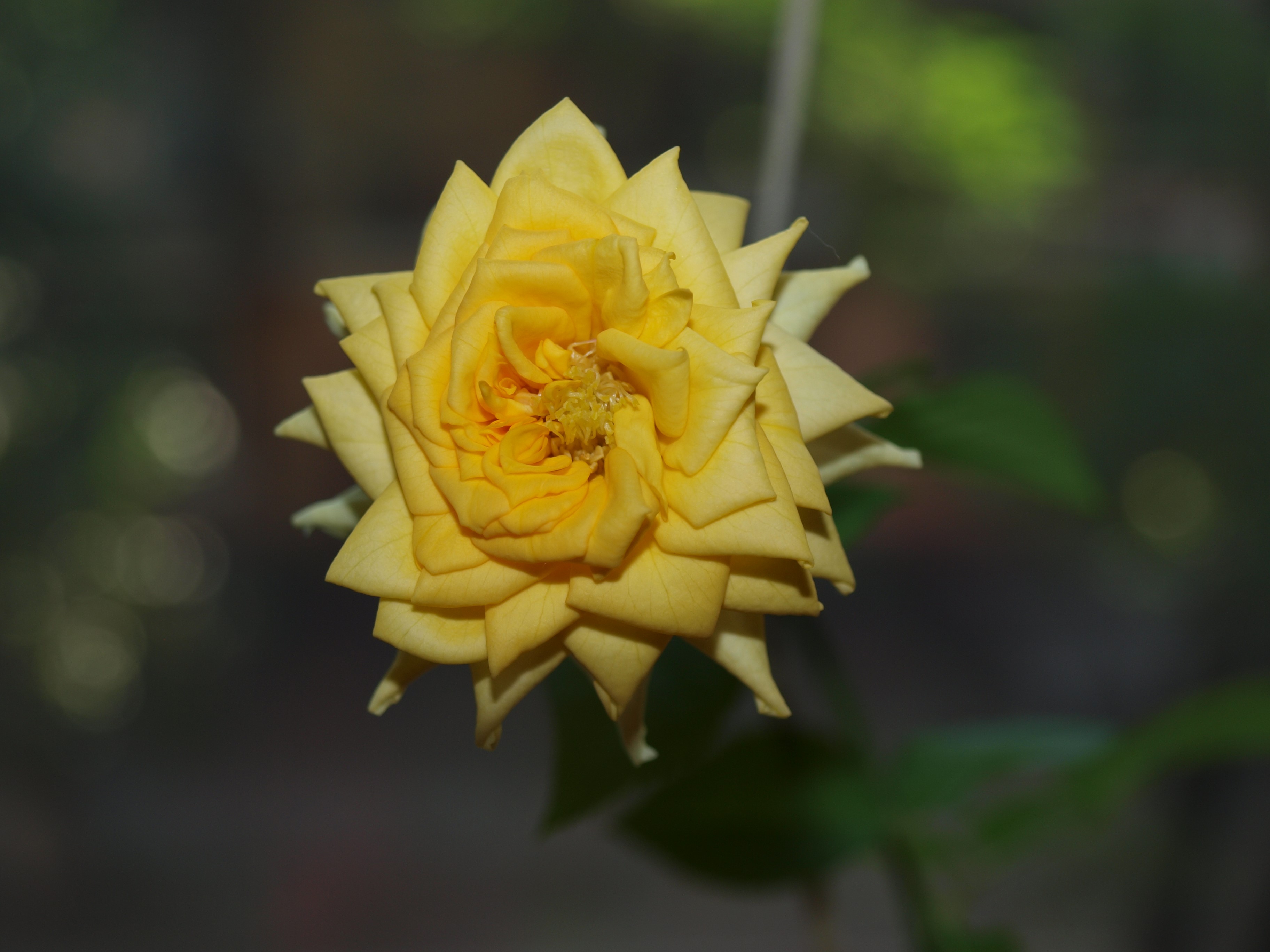 Yellow rose in bloom HD Wallpaper