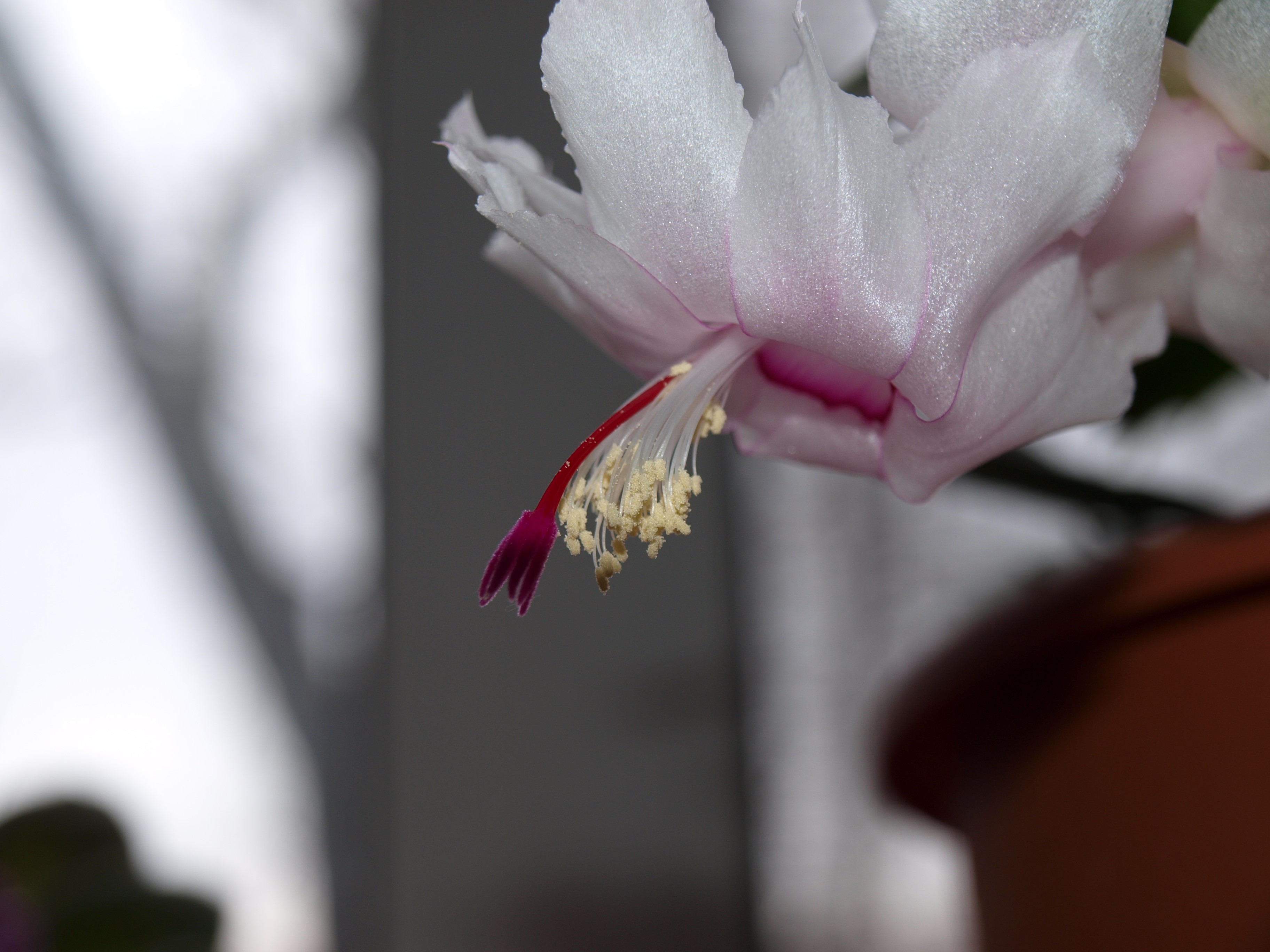 Close-up of a white Christmas cactus flower HD Wallpaper