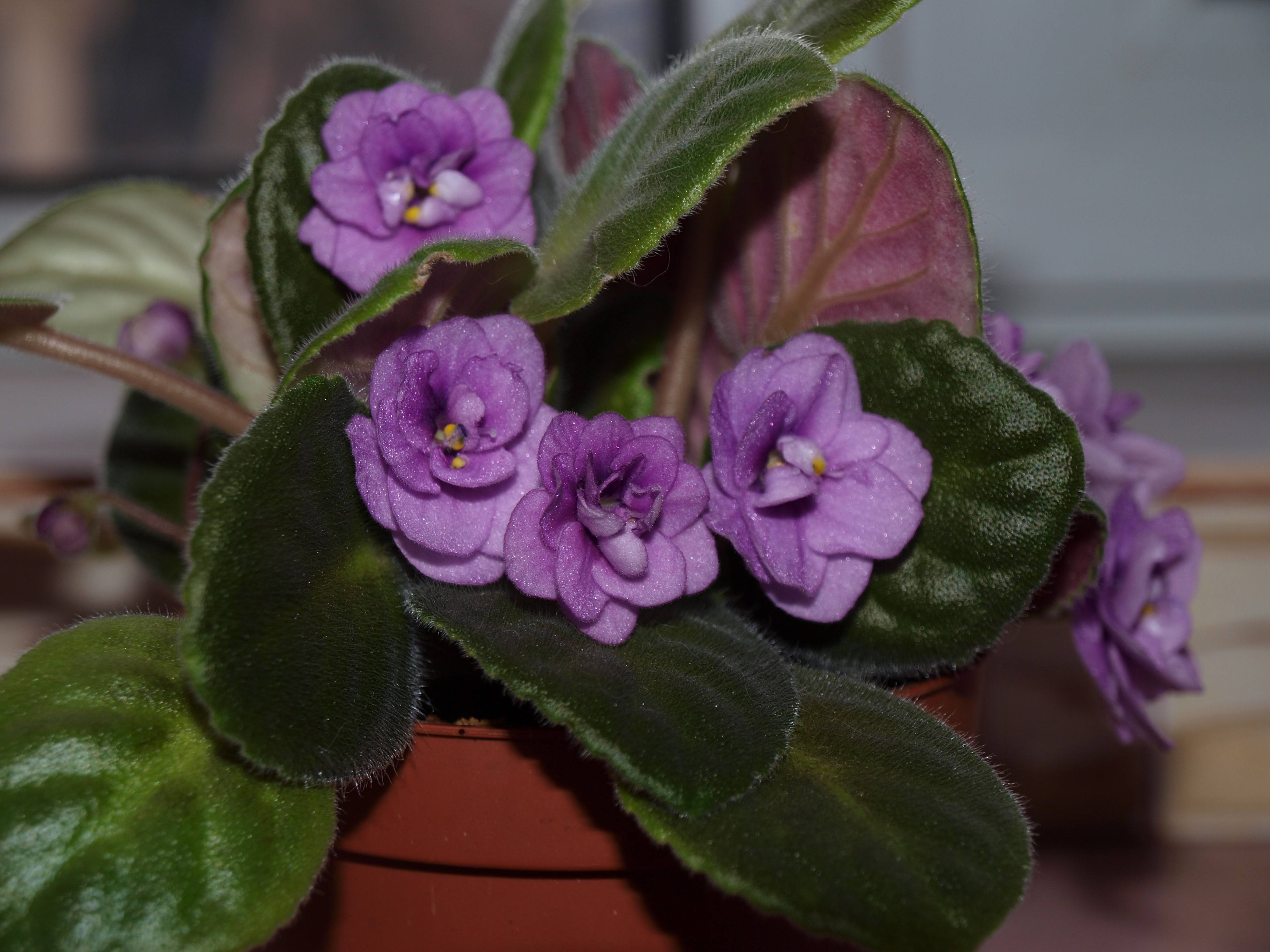 African violets in a pot HD Wallpaper