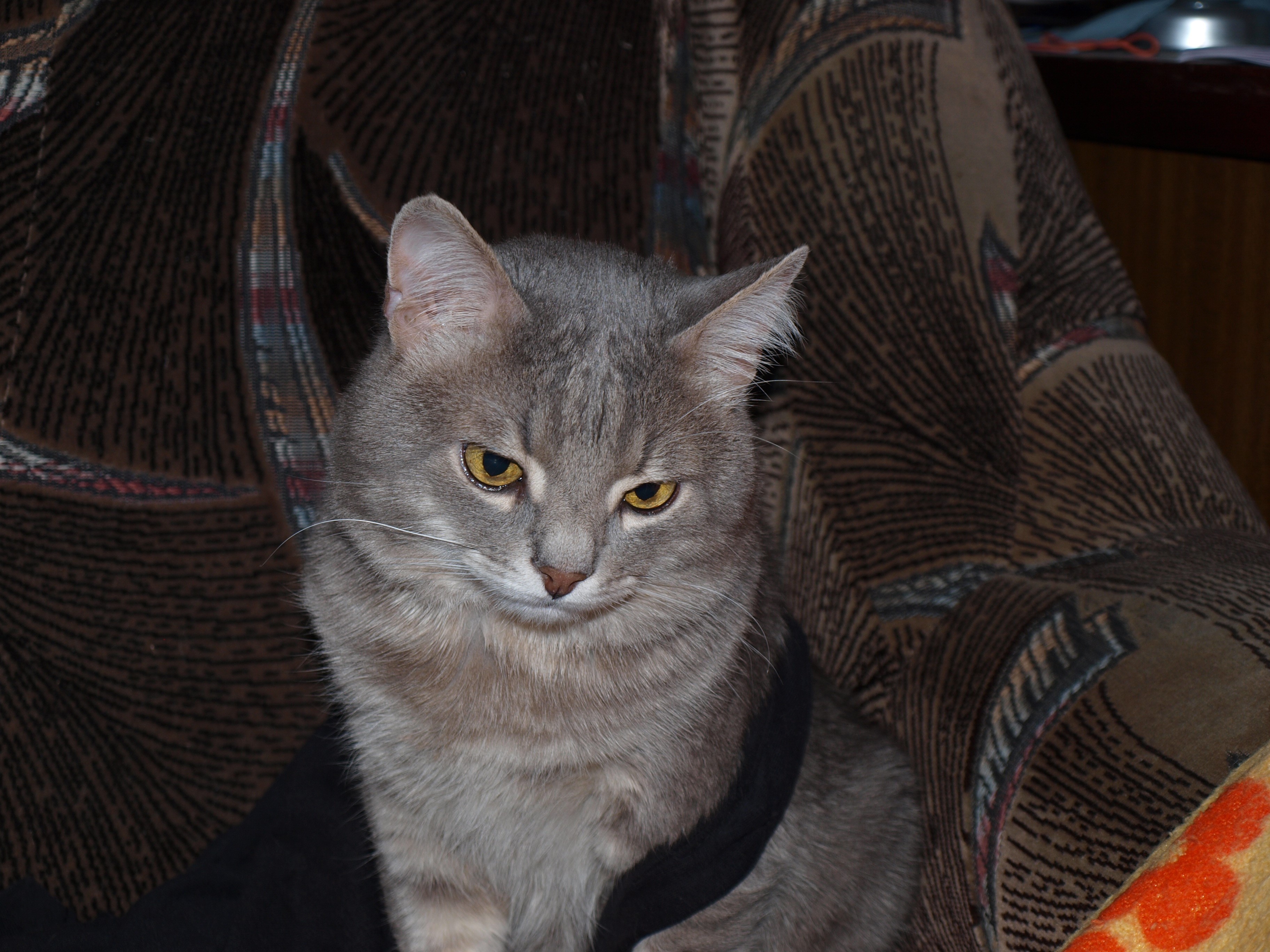 A grey tabby cat sitting on a chair HD Wallpaper