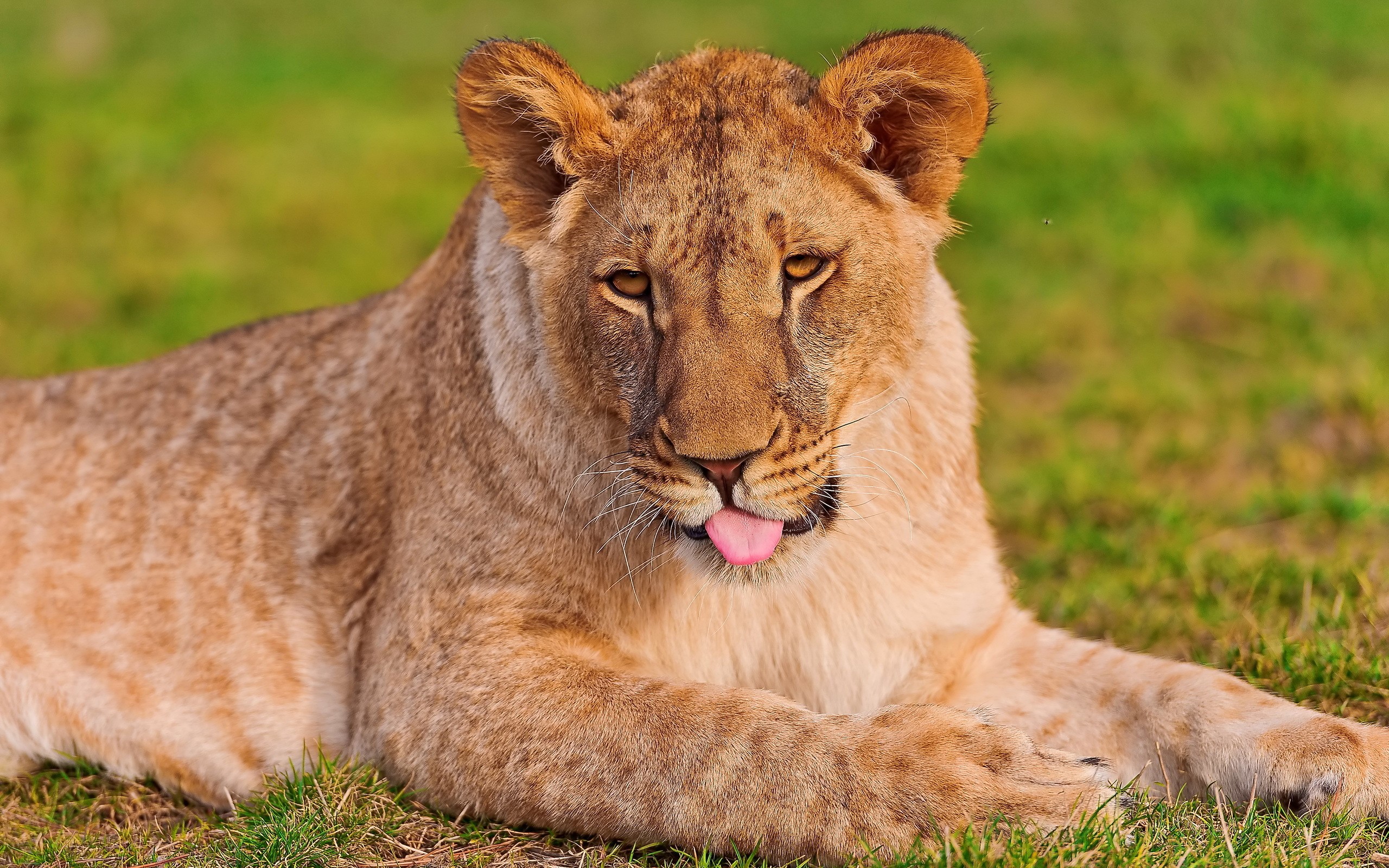 Lion cub sticking its tongue out HD Wallpaper