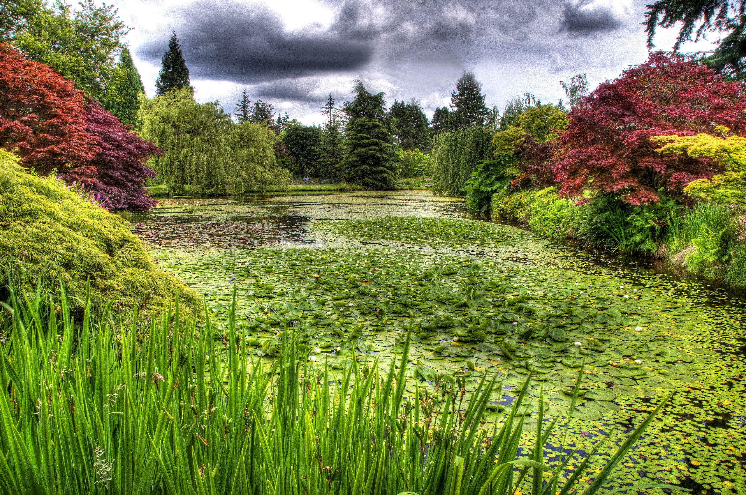 Garden pond with lily pads and colorful trees HD Wallpaper