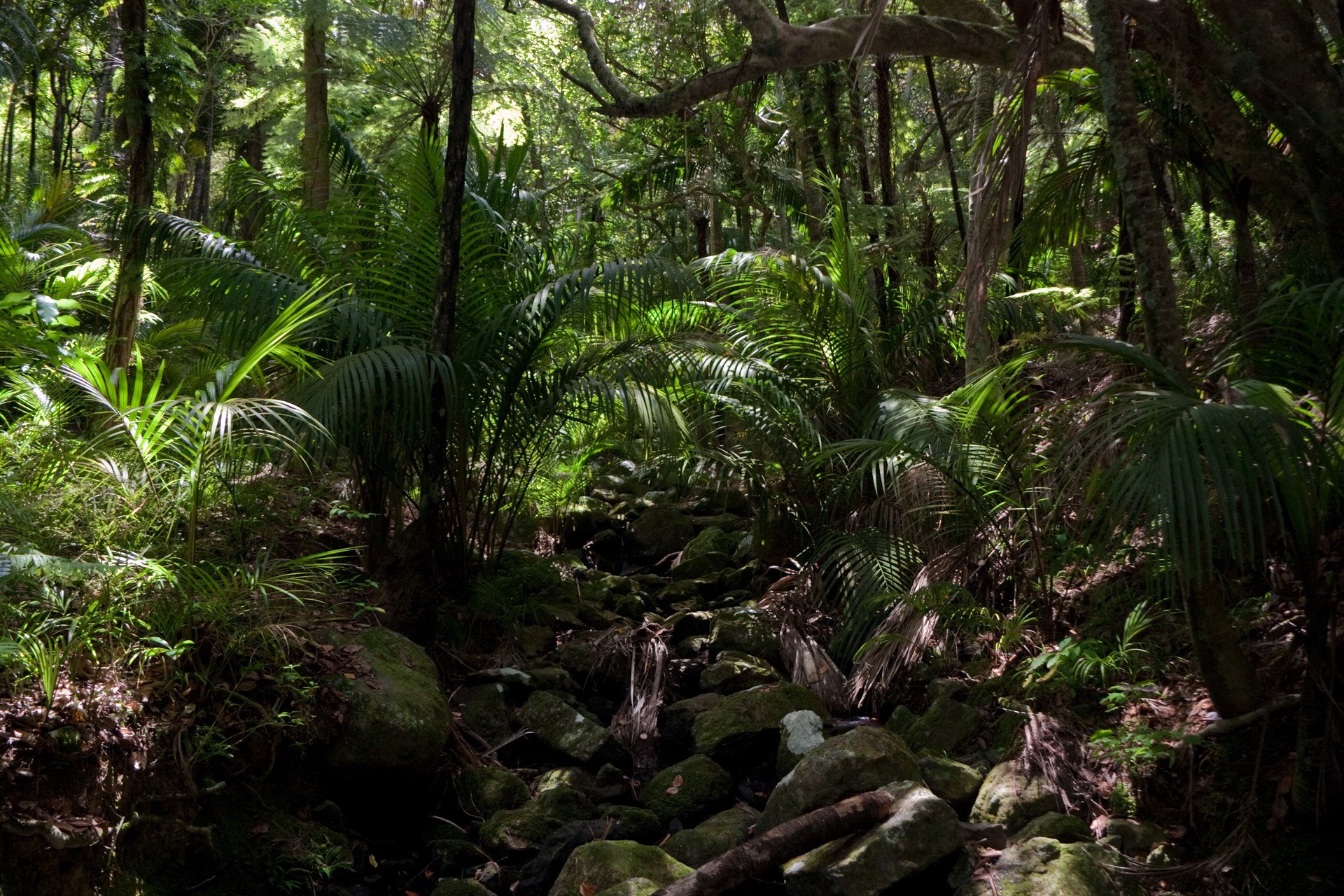 Tropical forest with rocks and palm trees HD Wallpaper