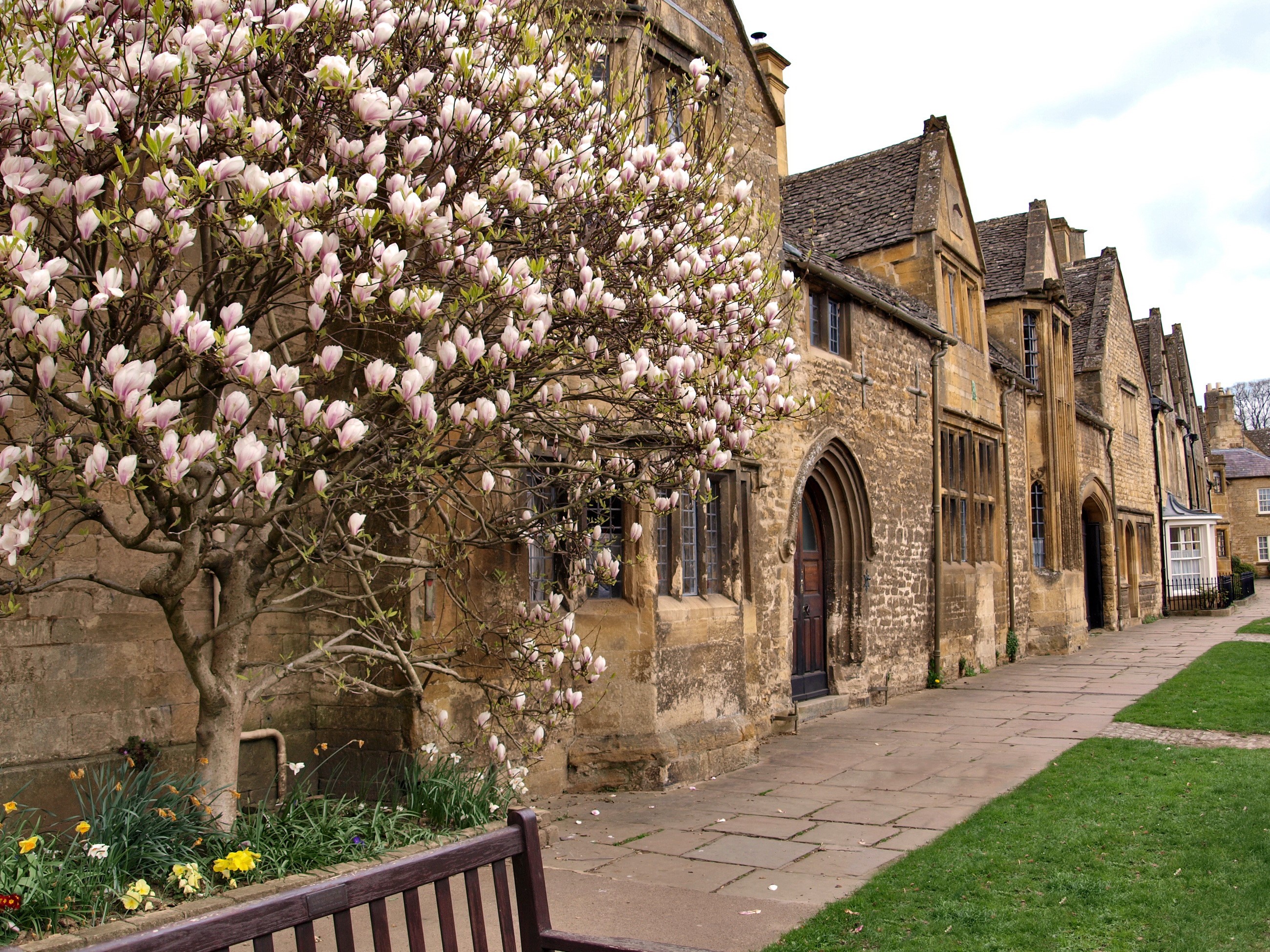 Magnolia tree in bloom outside stone buildings in the United Kingdom HD Wallpaper