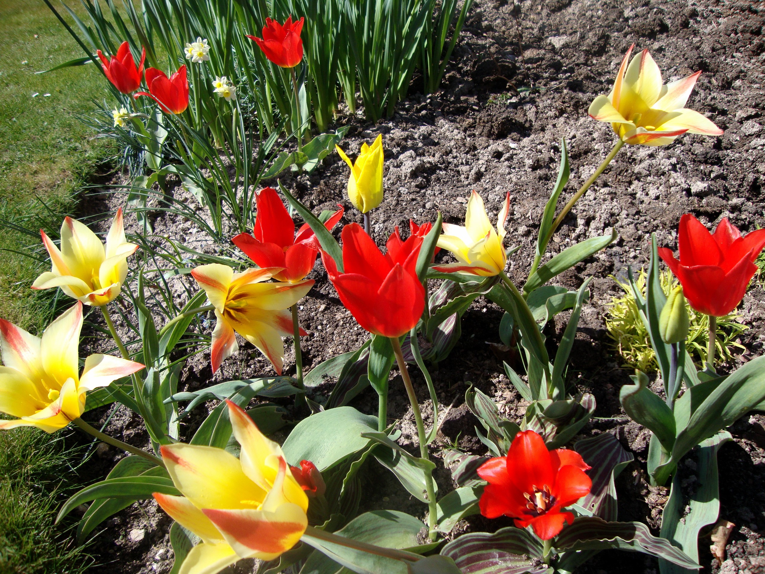 Red and yellow tulips in a garden bed HD Wallpaper