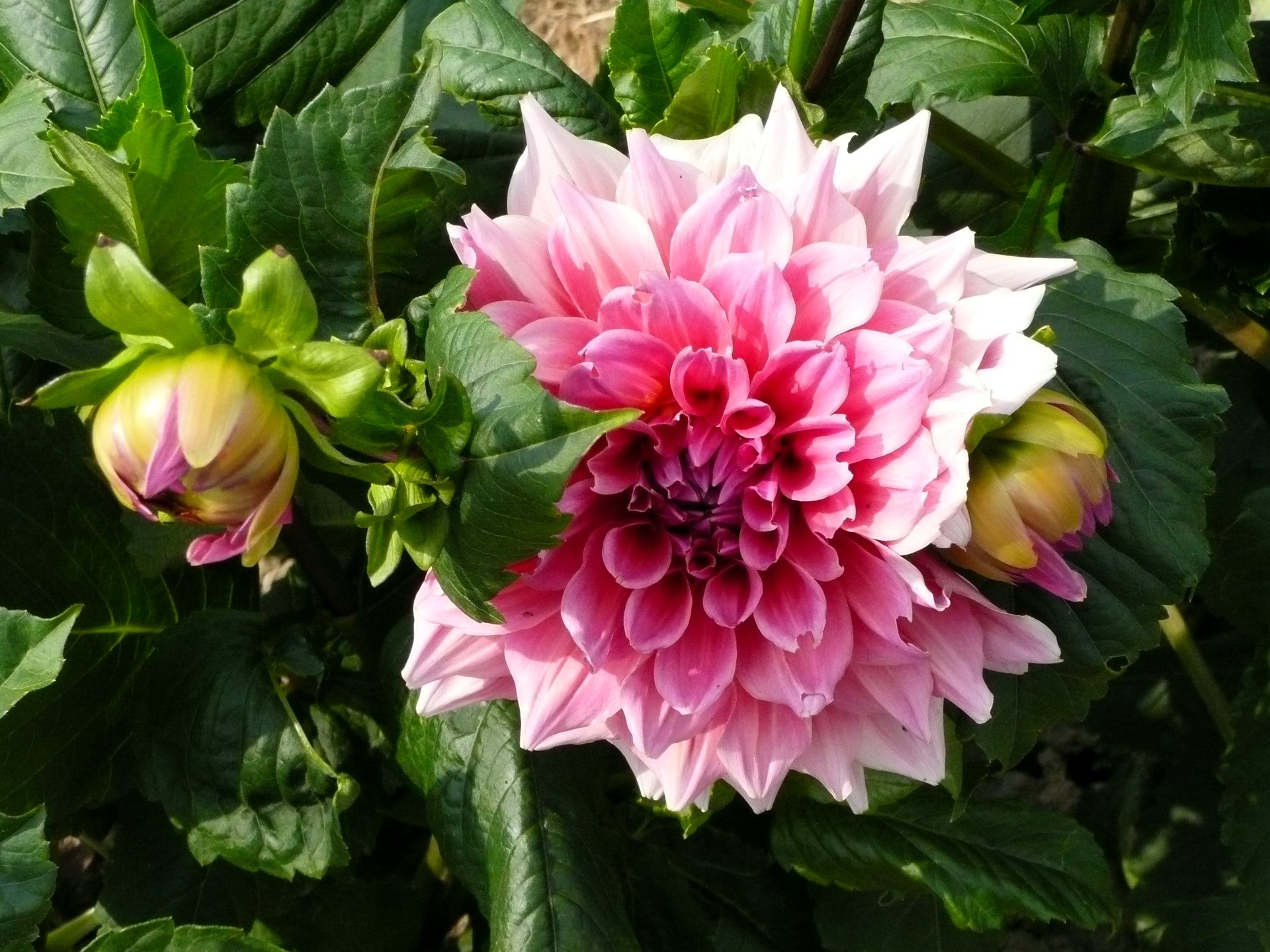 Pink and white dahlias with buds HD Wallpaper