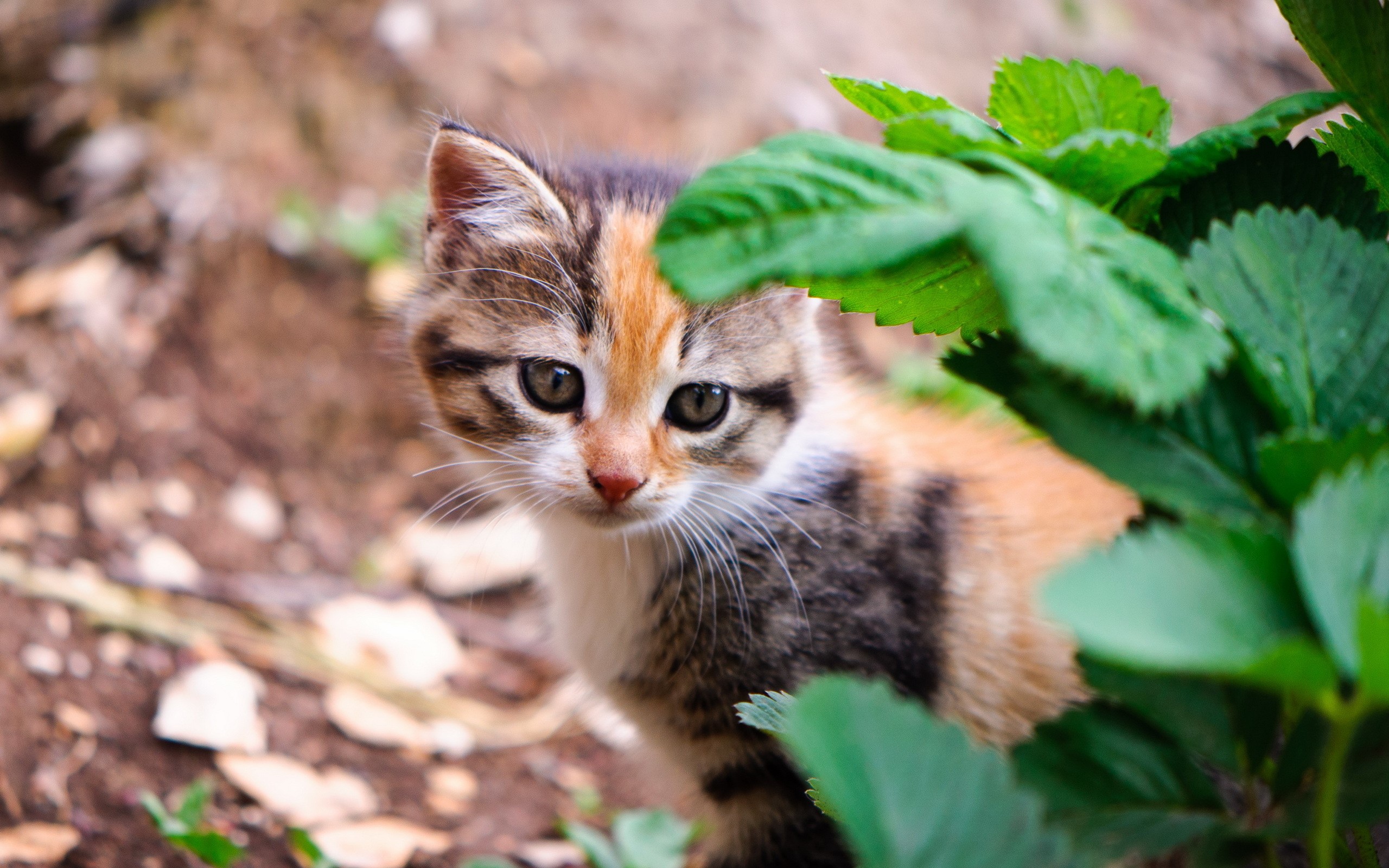 Calico kitten peeking from behind green leaves HD Wallpaper