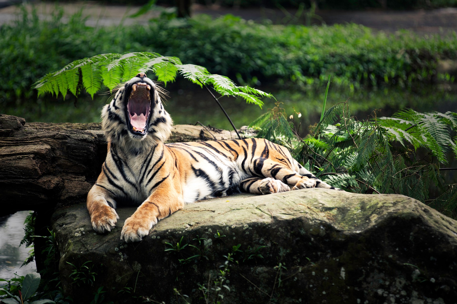 Tiger yawning on a rock HD Wallpaper