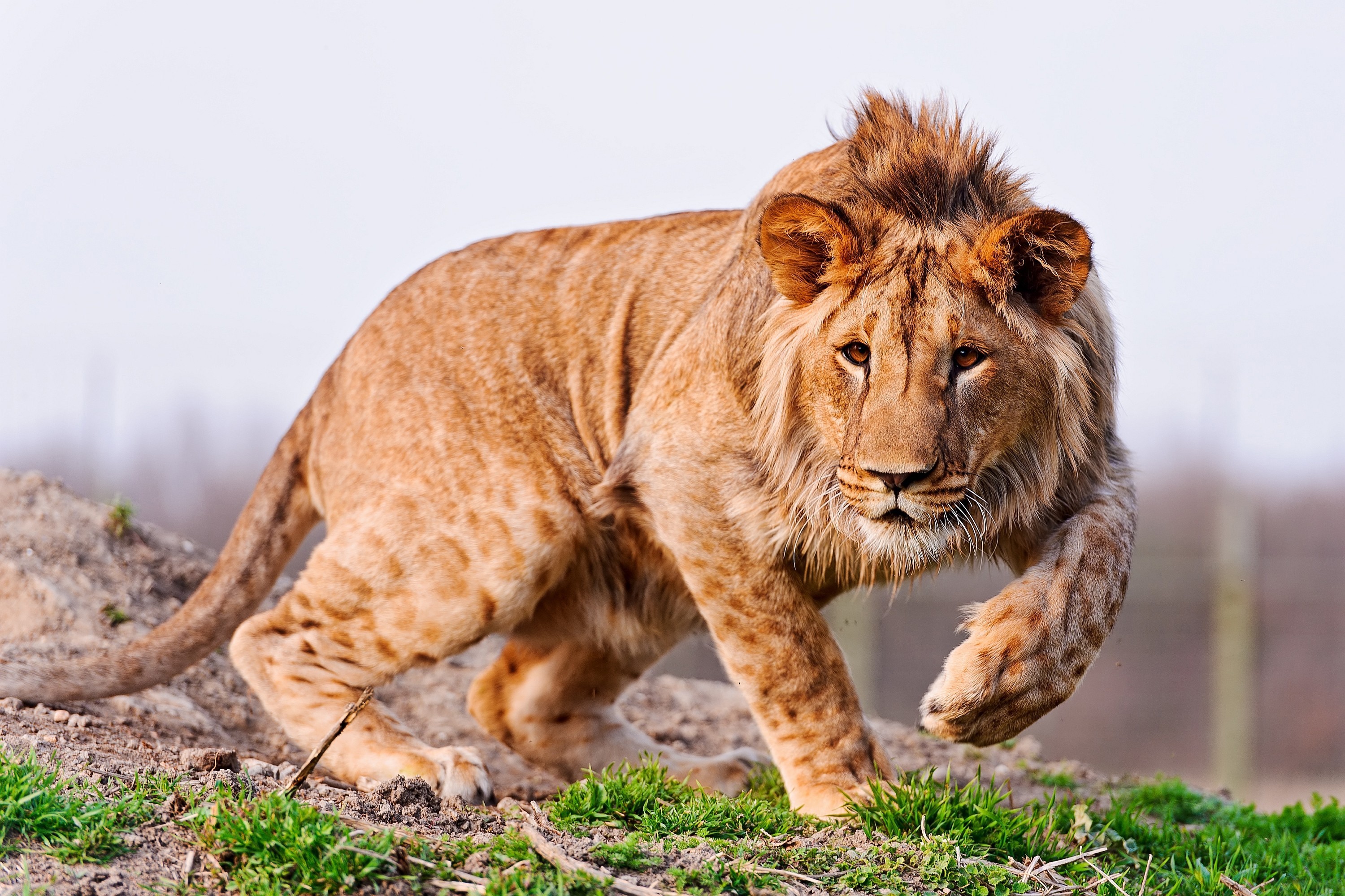 A young lion walks on grassy terrain HD Wallpaper