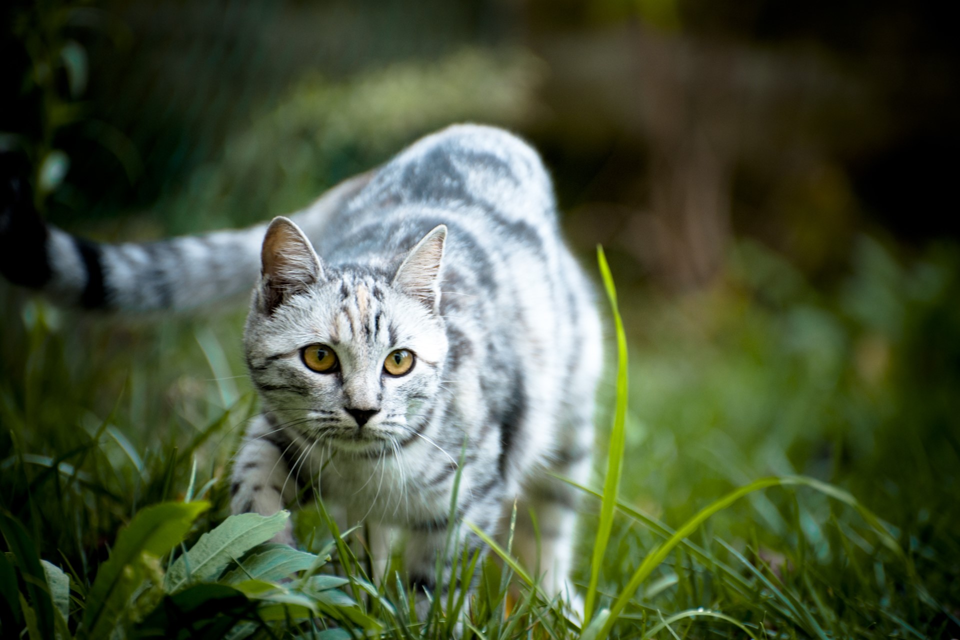 A tabby cat stalks through tall grass HD Wallpaper