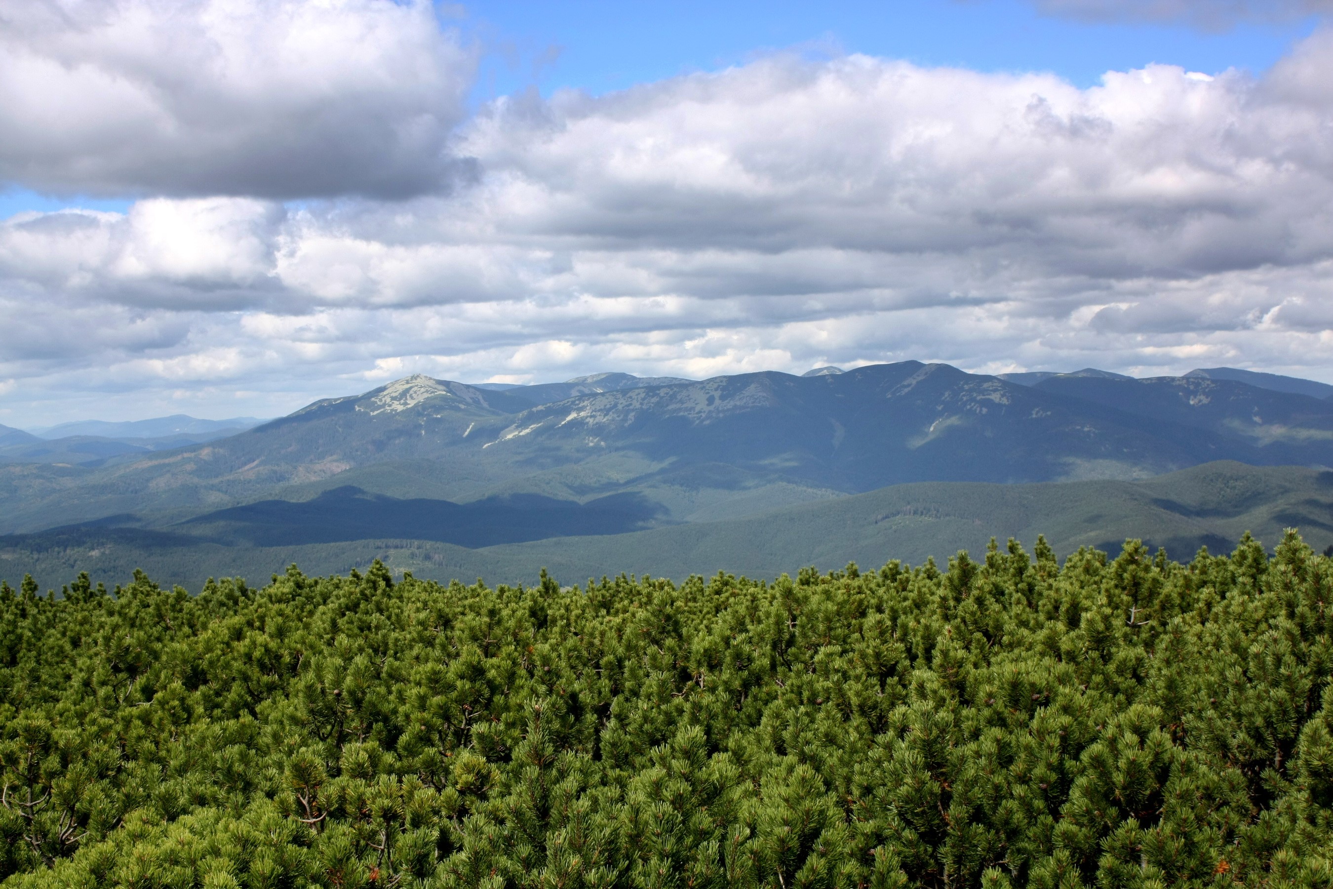 Mountains covered in pine trees under a cloudy sky HD Wallpaper