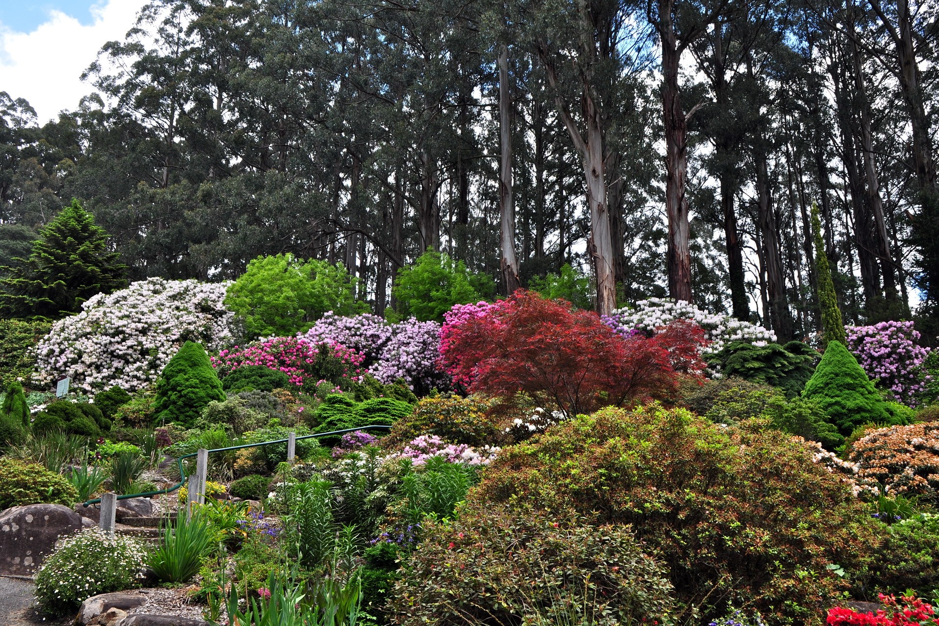Beautiful botanical garden with diverse flora HD Wallpaper