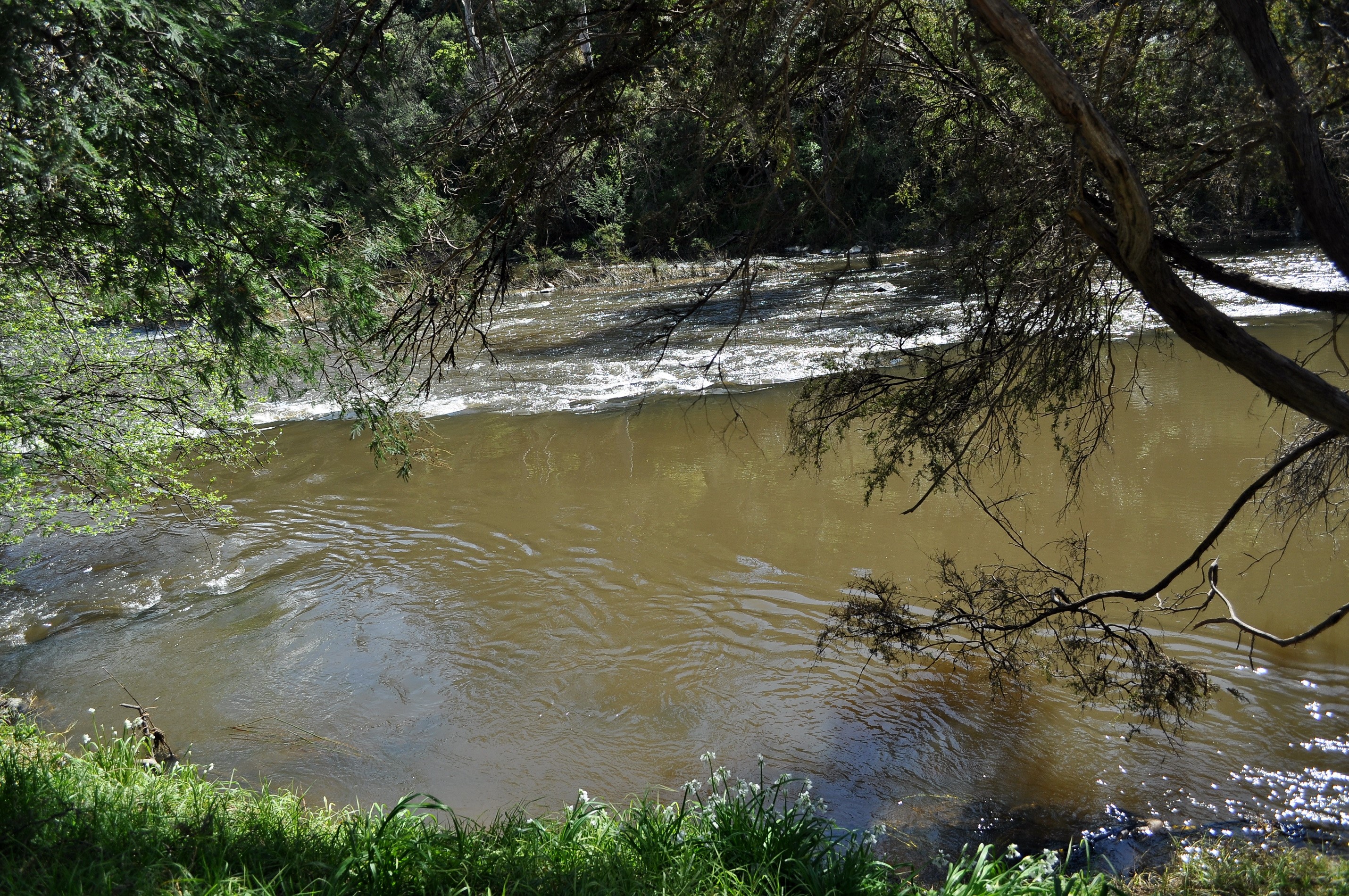 River flowing through a forest with trees HD Wallpaper