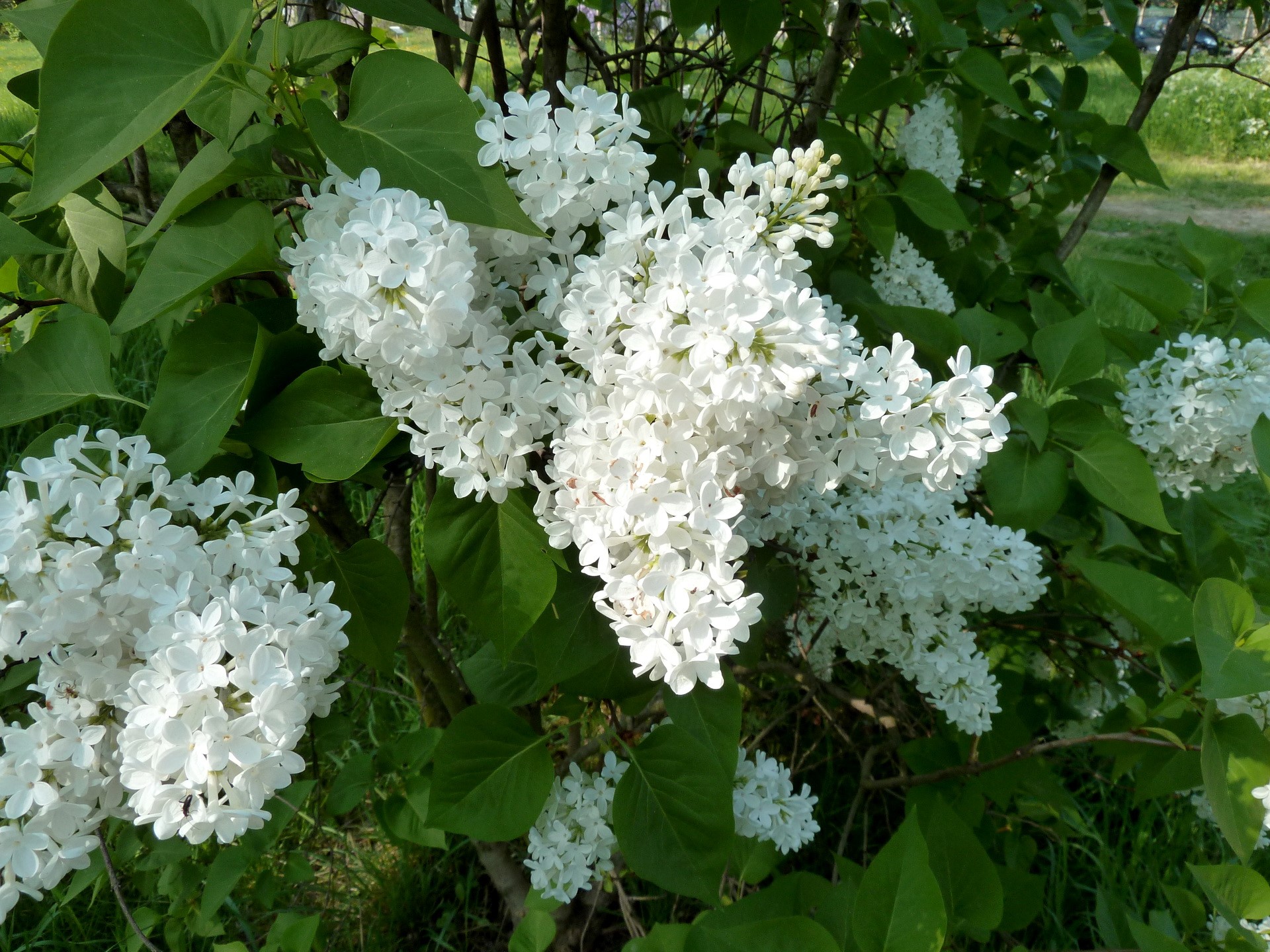 White Lilac Flowers on a Bush HD Wallpaper