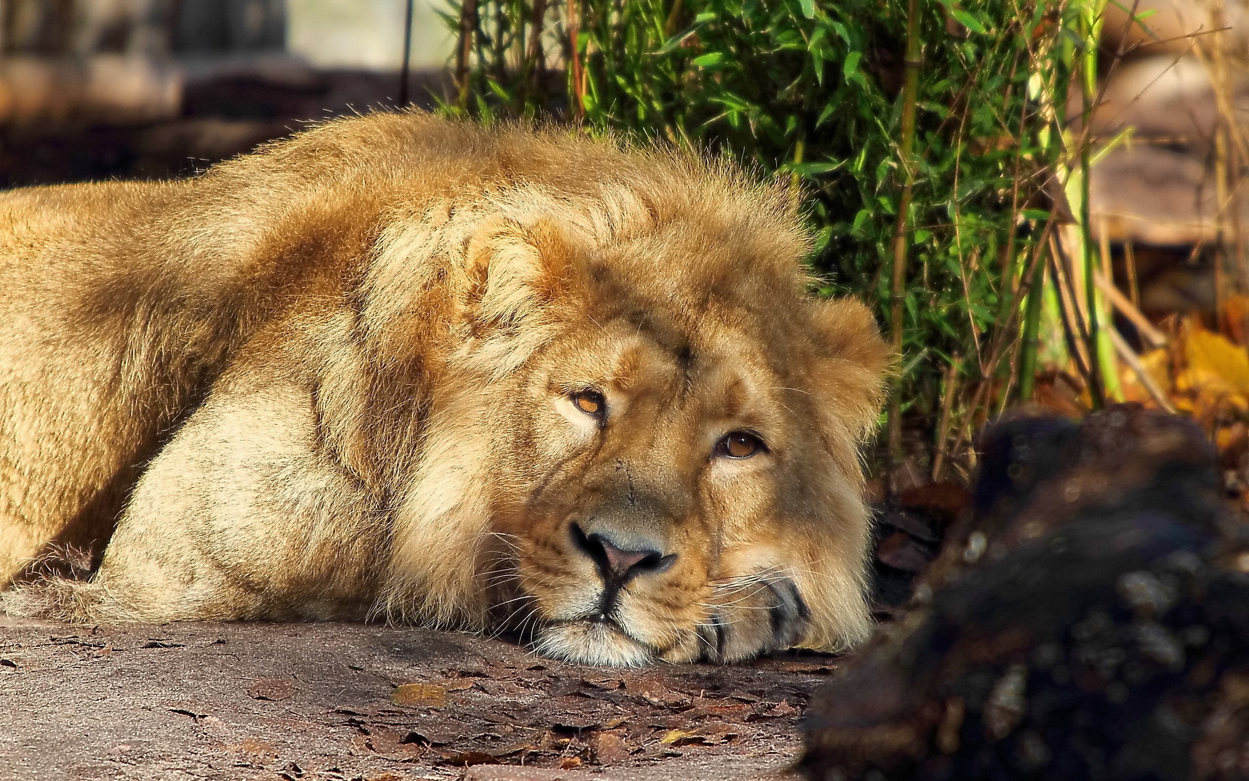 Lion resting on the ground HD Wallpaper