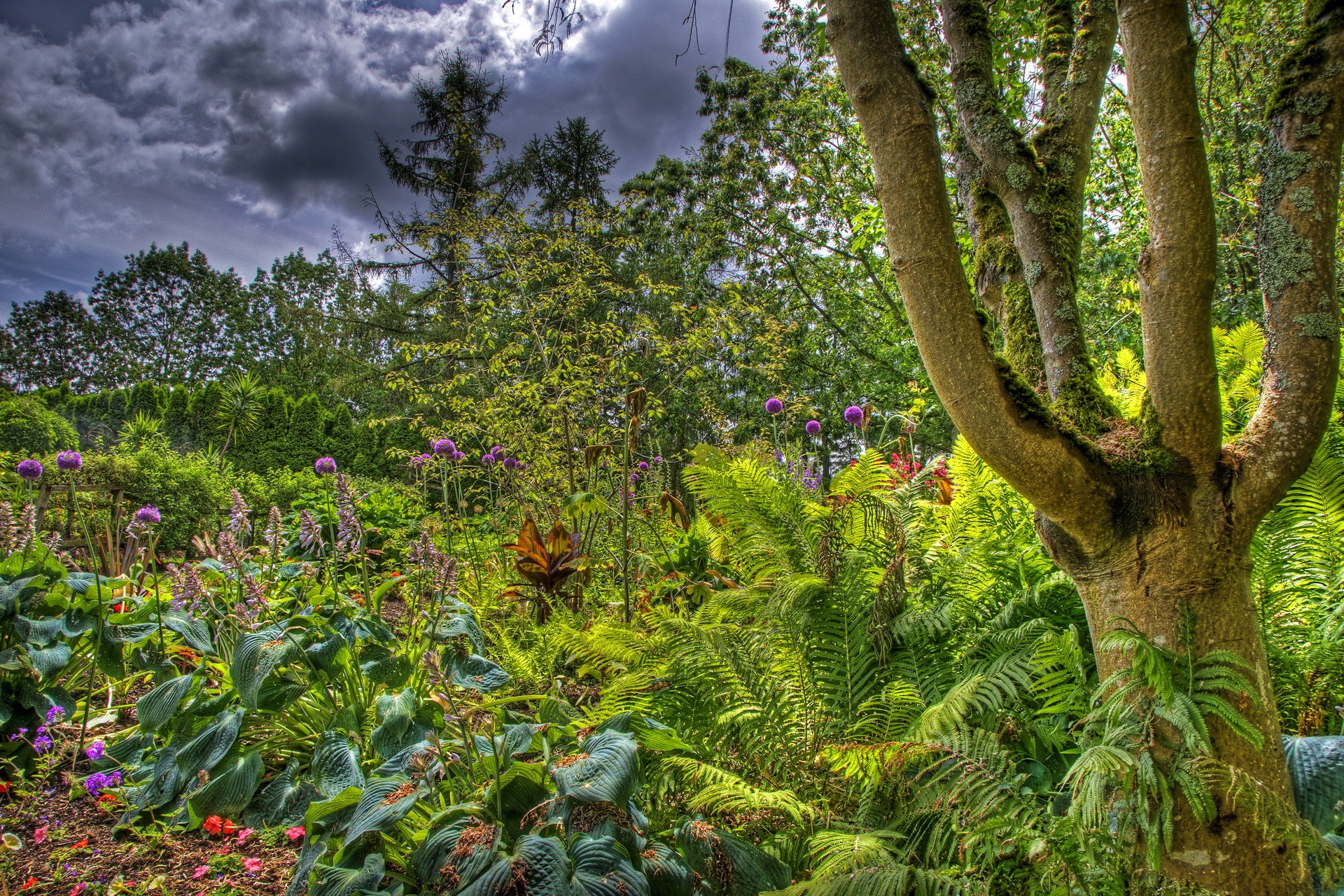 A lush garden with purple alliums and ferns HD Wallpaper