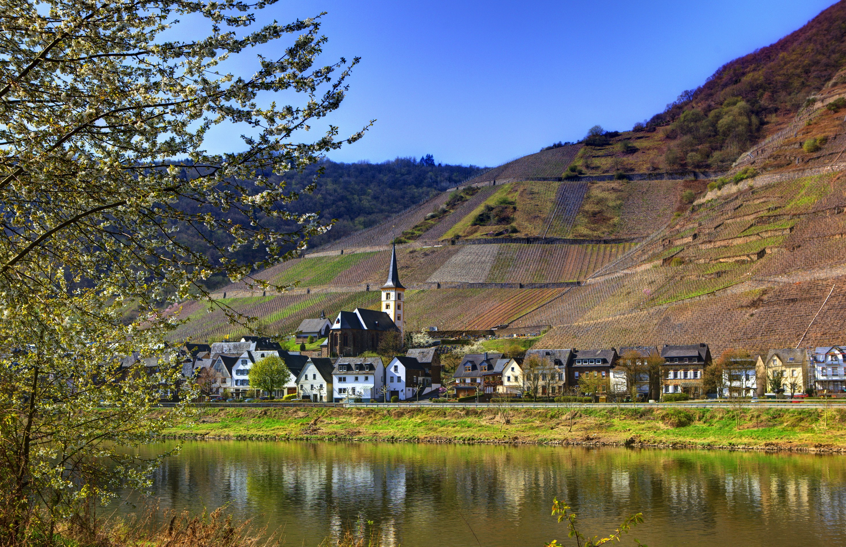 Village with church on Moselle river in Germany HD Wallpaper