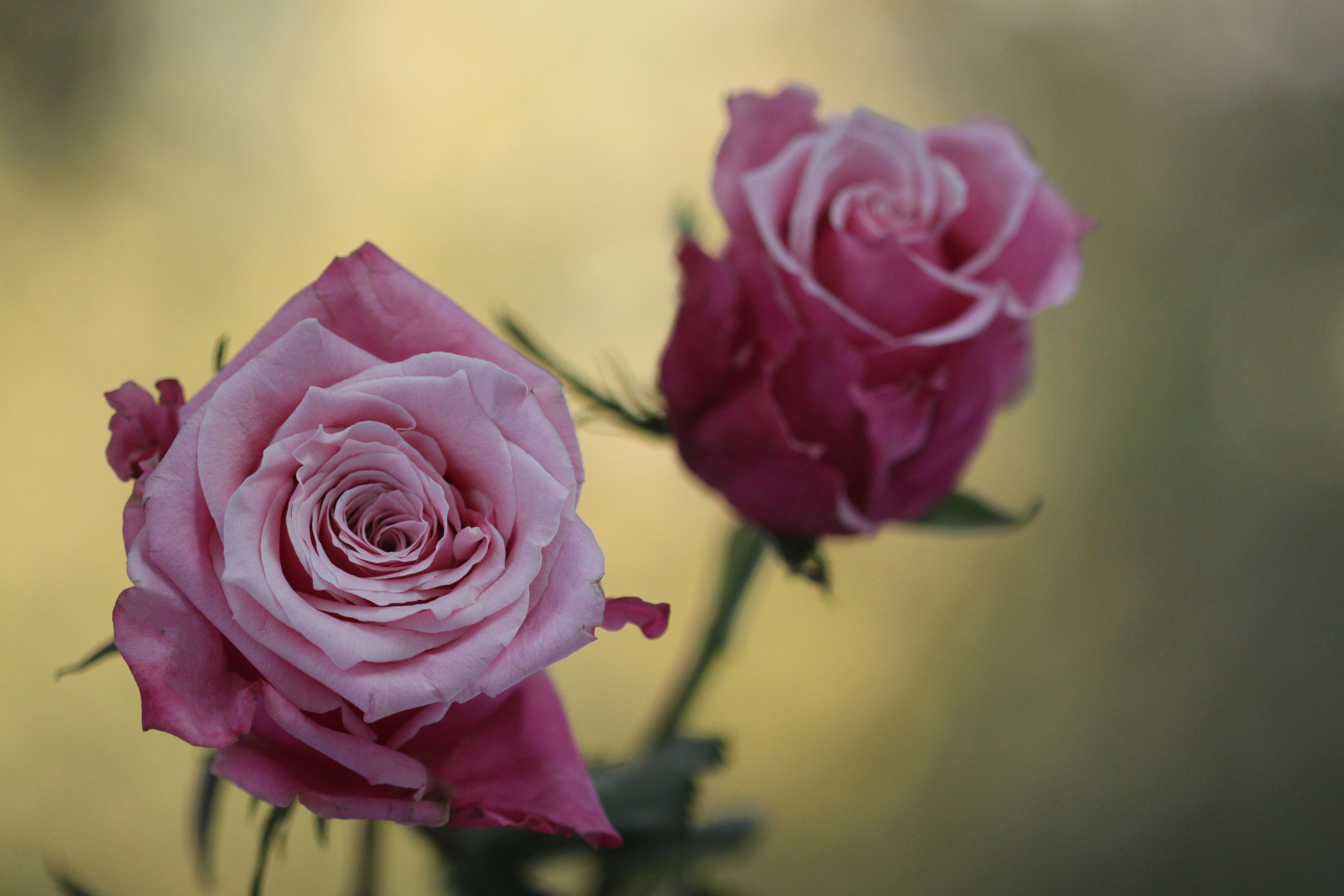 4K Roses HD Wallpaper