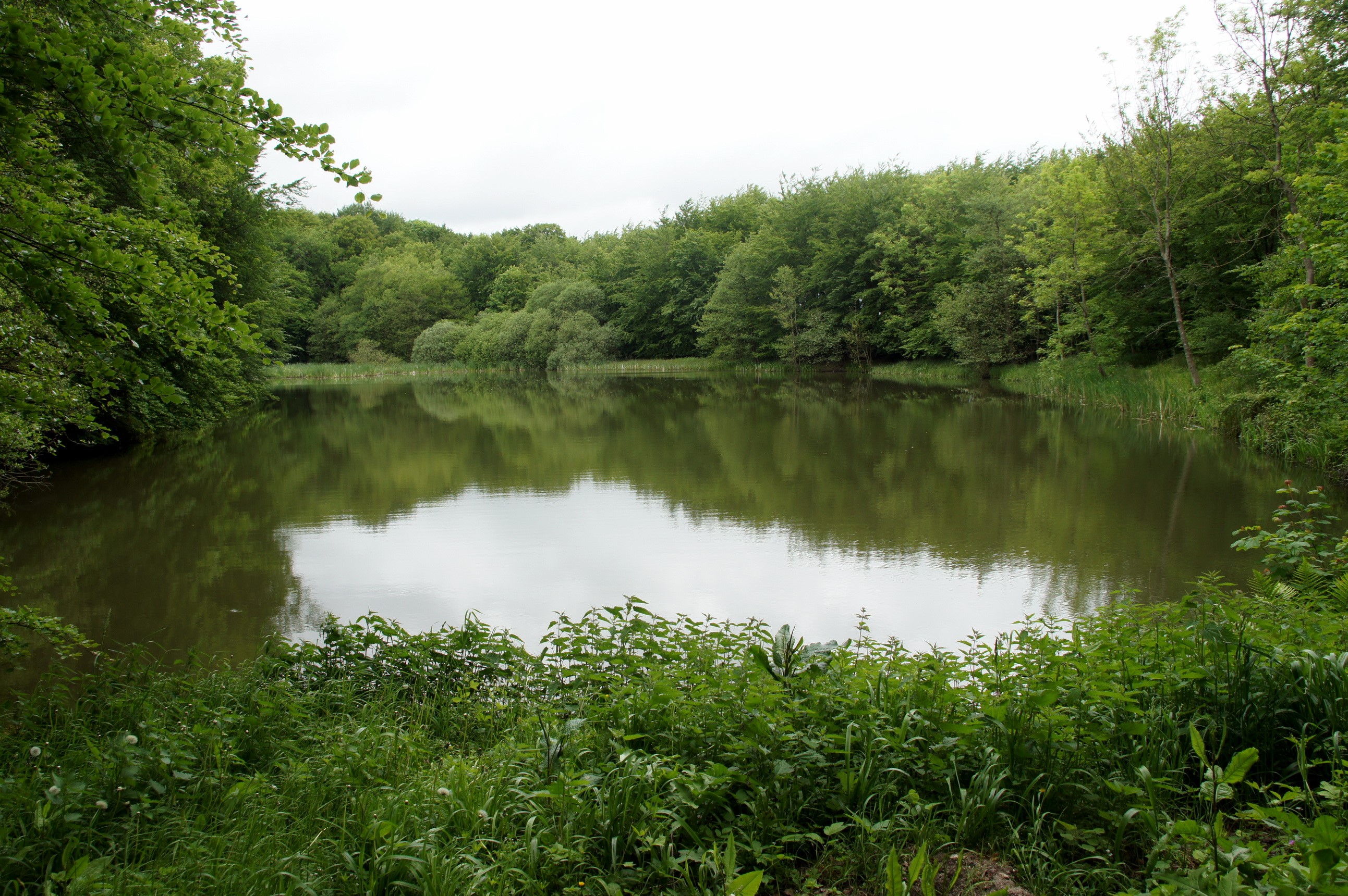 Lake surrounded by trees HD Wallpaper