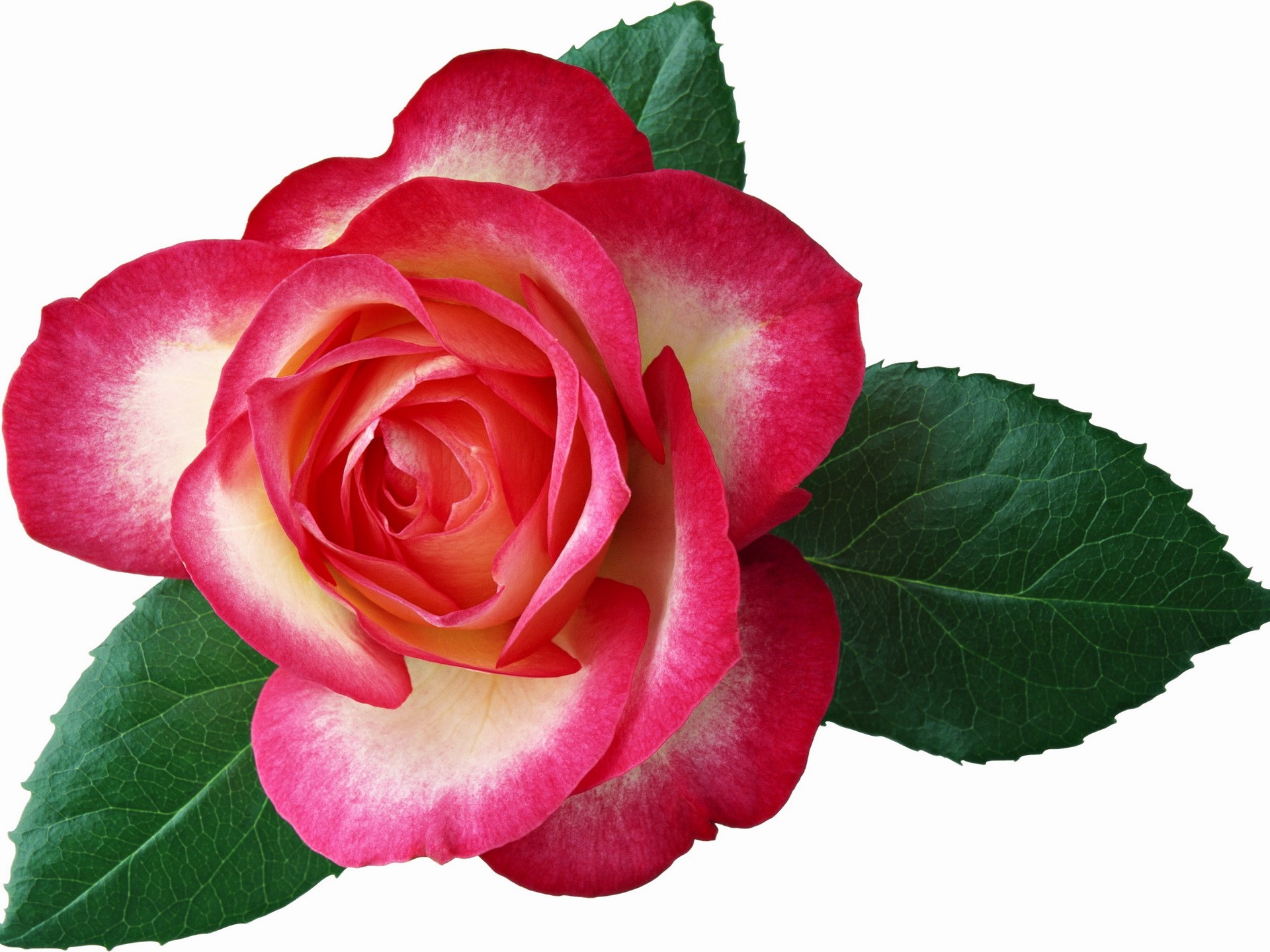 A bi-colored rose with pink and yellow petals and green leaves HD Wallpaper
