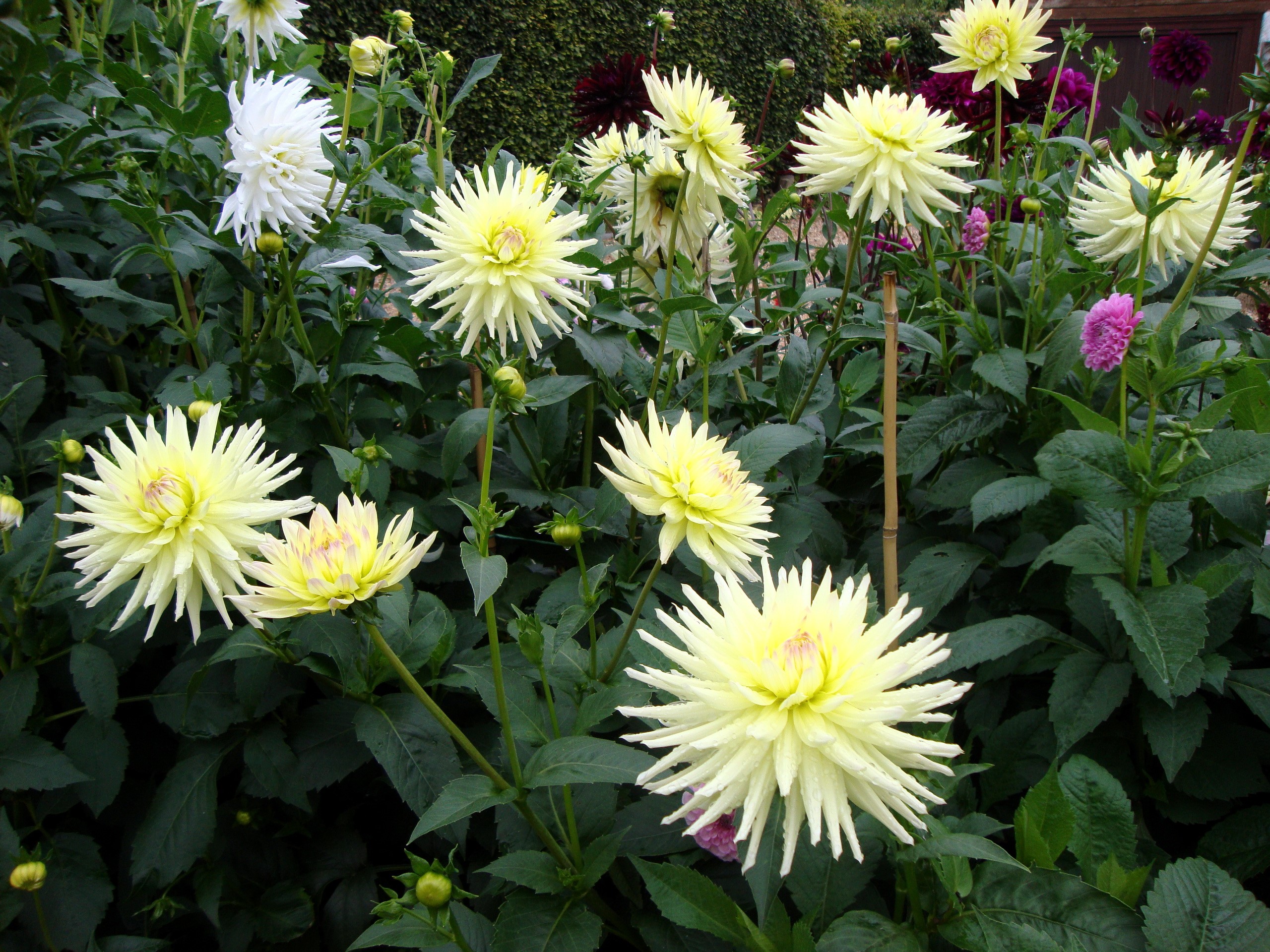 Yellow and white dahlias in a garden HD Wallpaper
