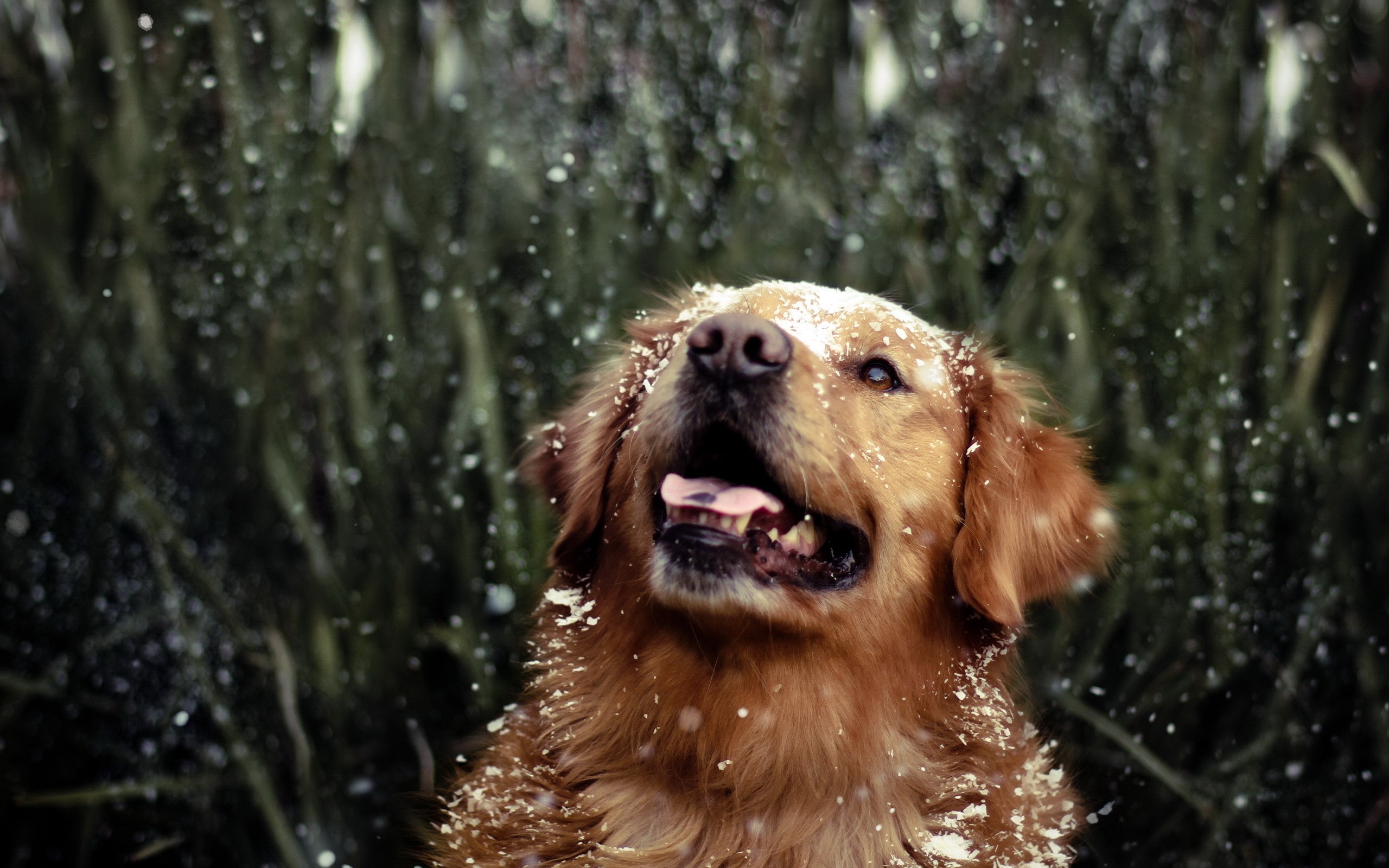 Golden Retriever dog in snow HD Wallpaper