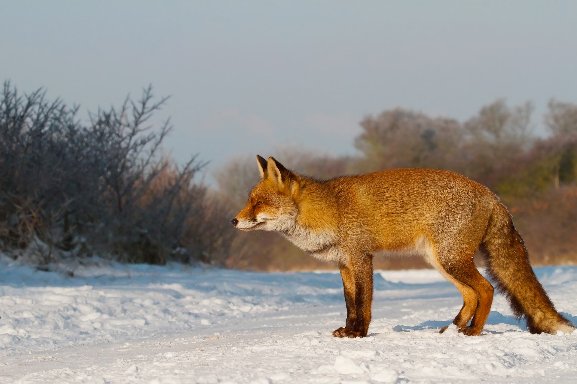 Red fox standing in the snow HD Wallpaper