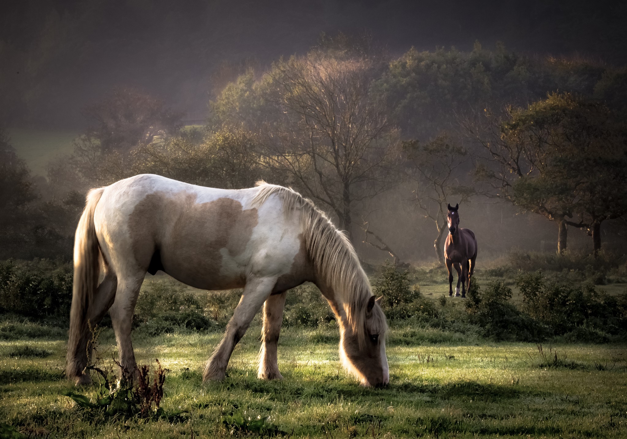 Two horses in a misty field at sunrise HD Wallpaper