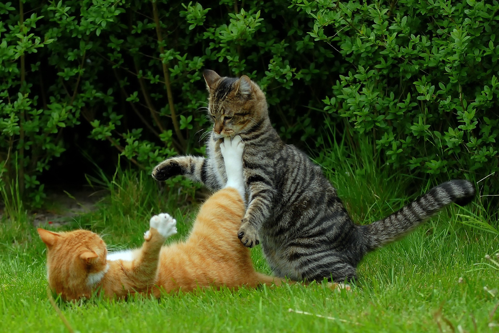 Two cats fighting on grass HD Wallpaper