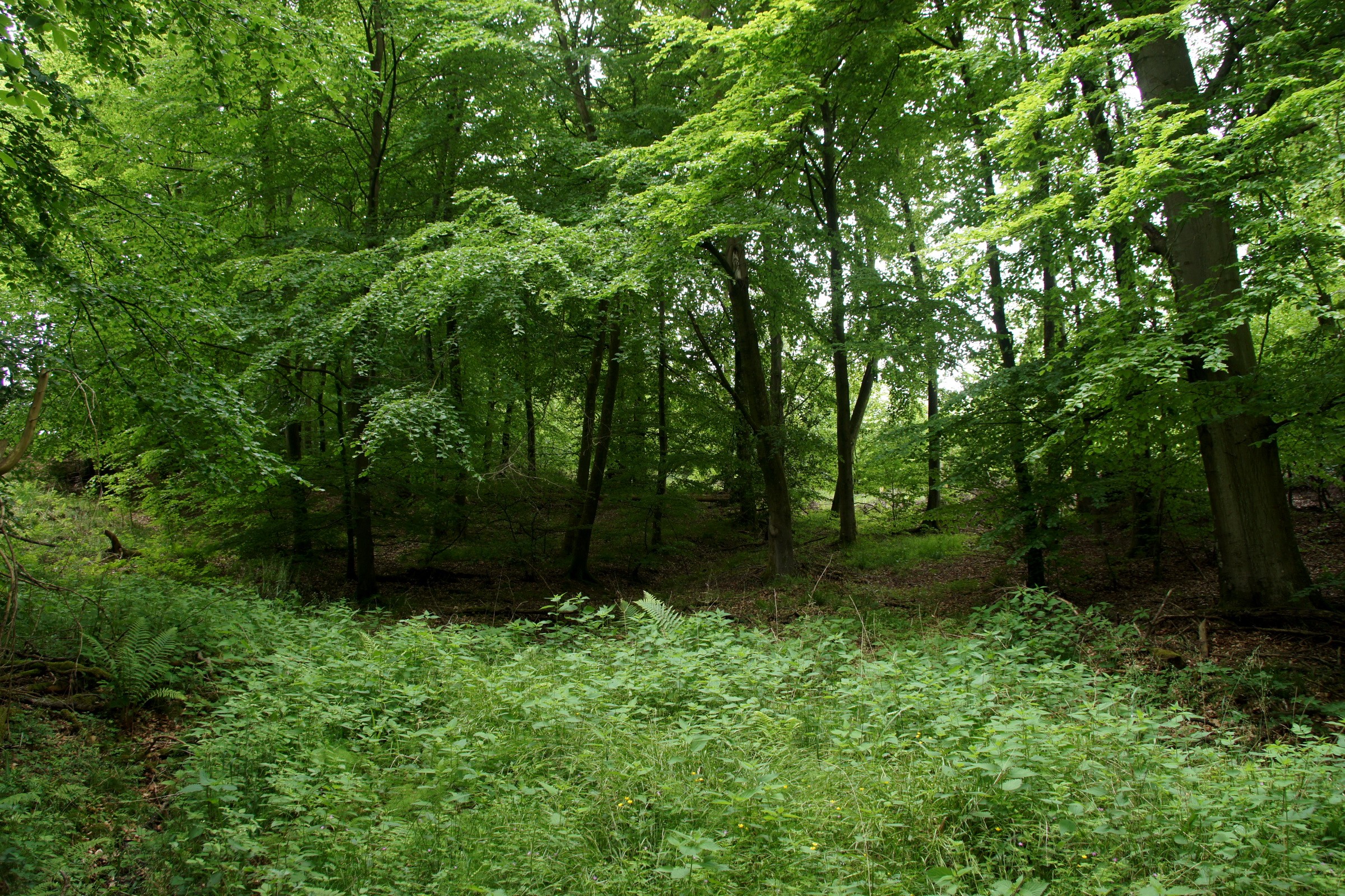 Green forest with dense foliage and trees HD Wallpaper