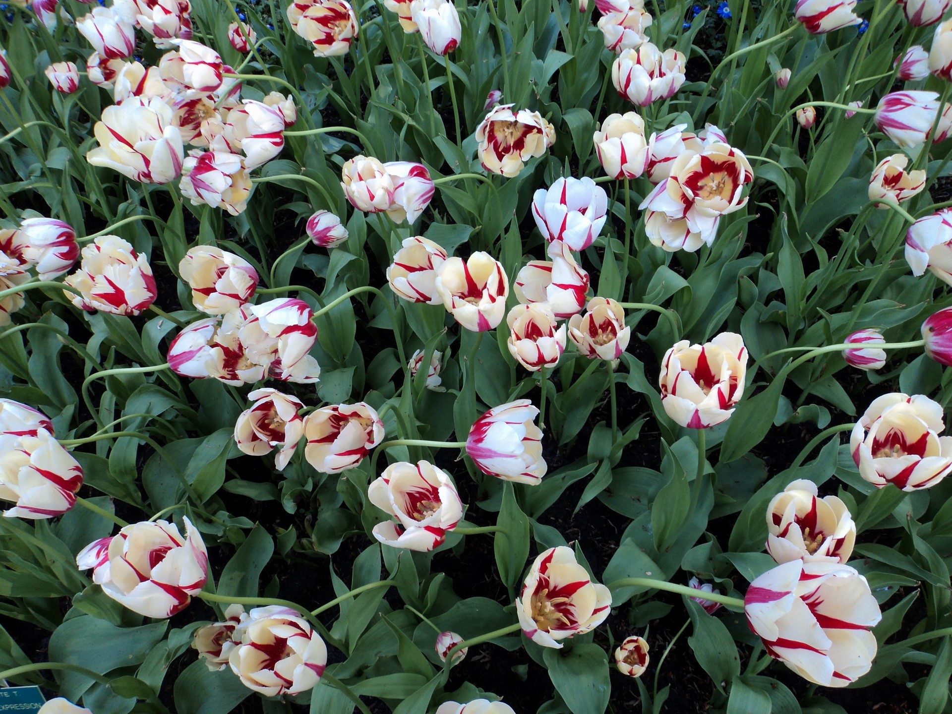 Field of Red and White Striped Tulips HD Wallpaper