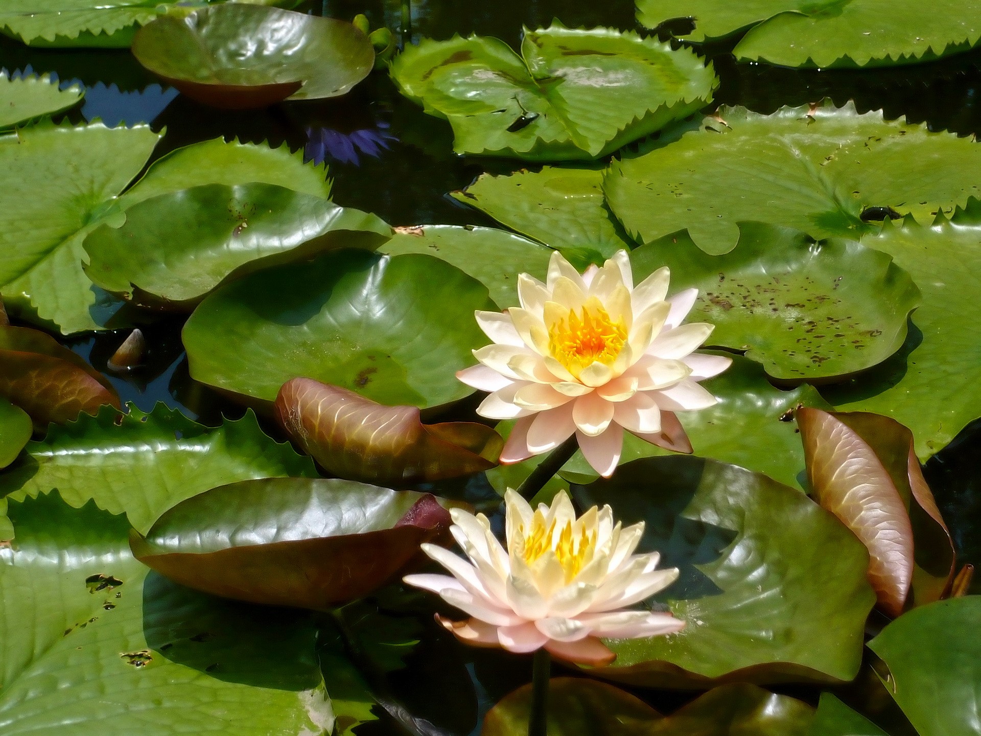 Water lilies on a pond HD Wallpaper