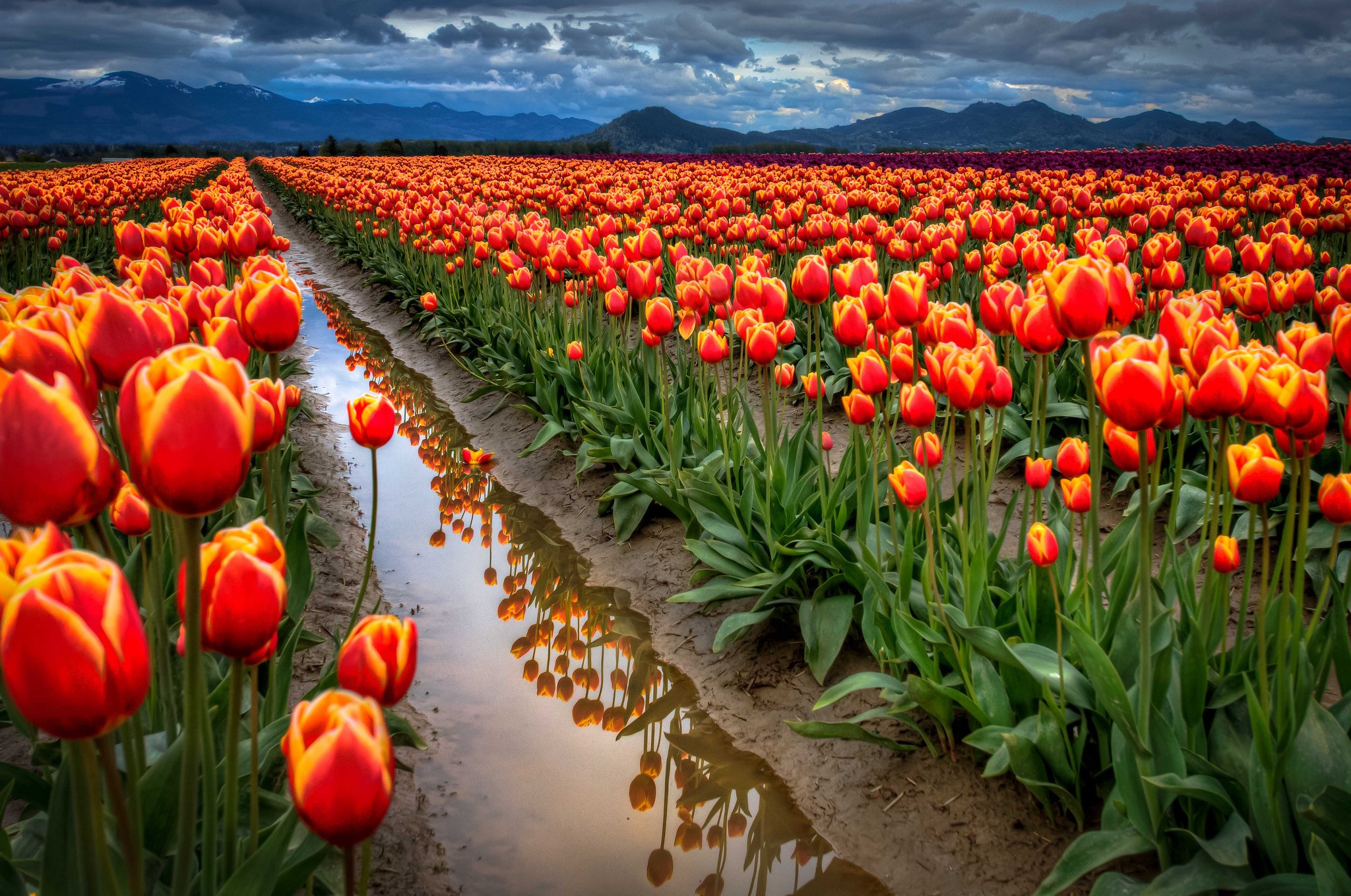 Field of Red and Yellow Tulips with Mountains HD Wallpaper