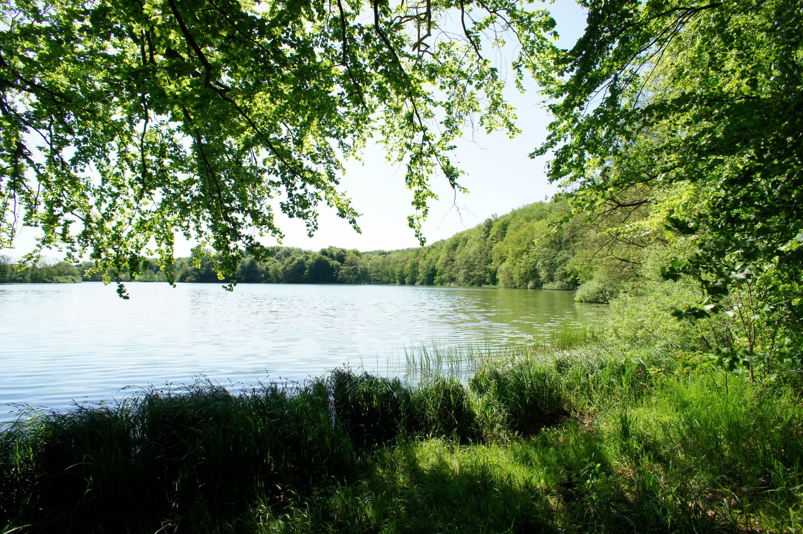 Lake surrounded by trees HD Wallpaper