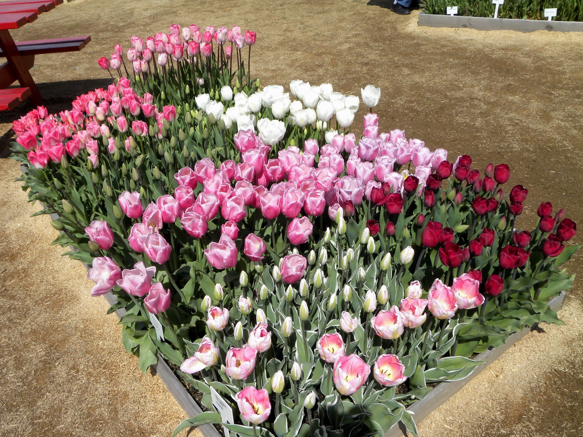 Flower bed with pink, white, and red tulips HD Wallpaper