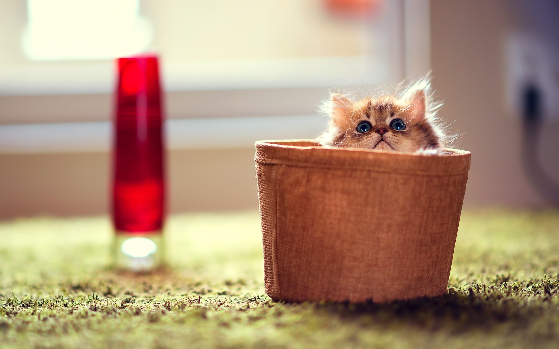 Fluffy kitten peeking out of a pot HD Wallpaper