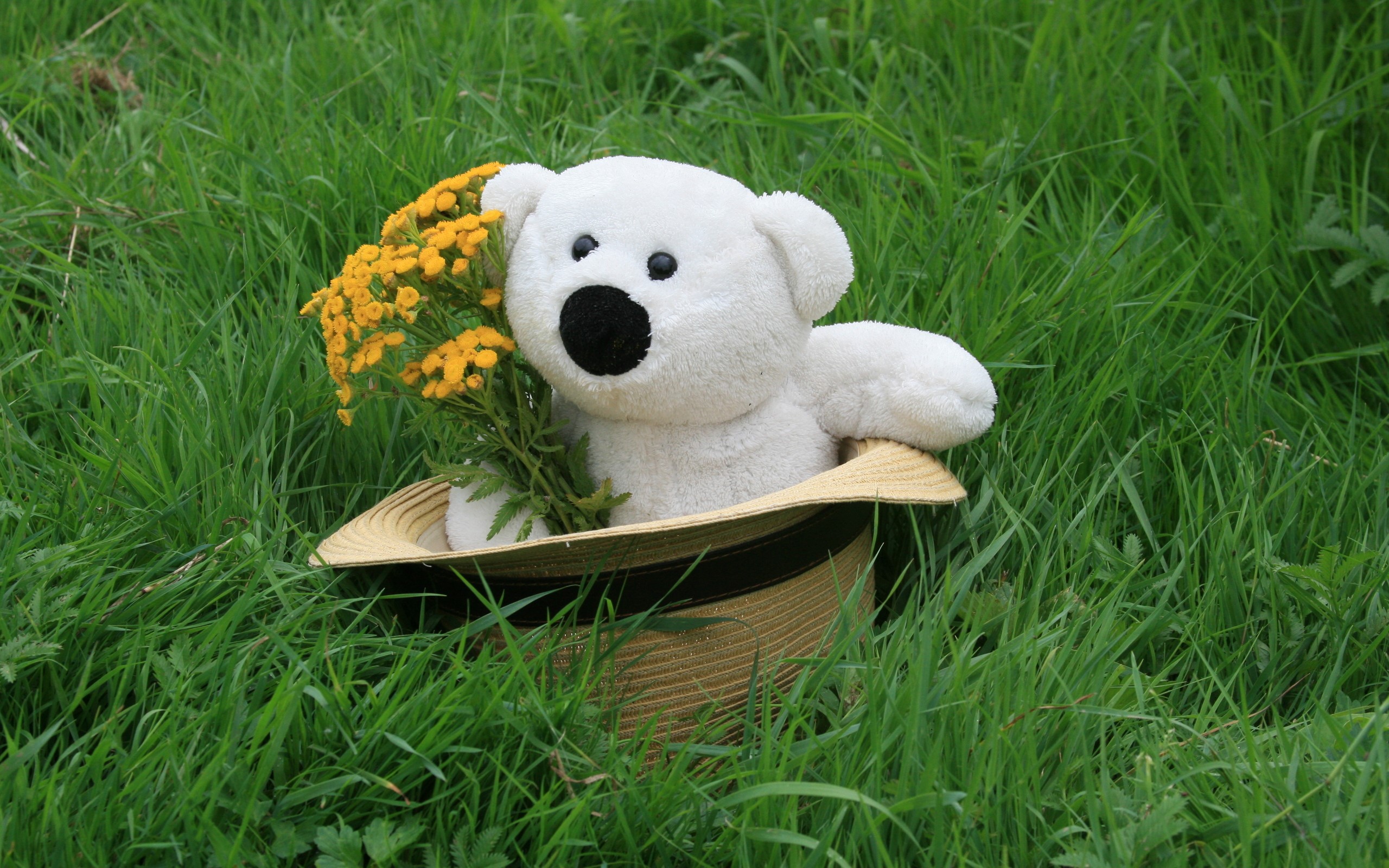 White teddy bear in a hat with flowers HD Wallpaper