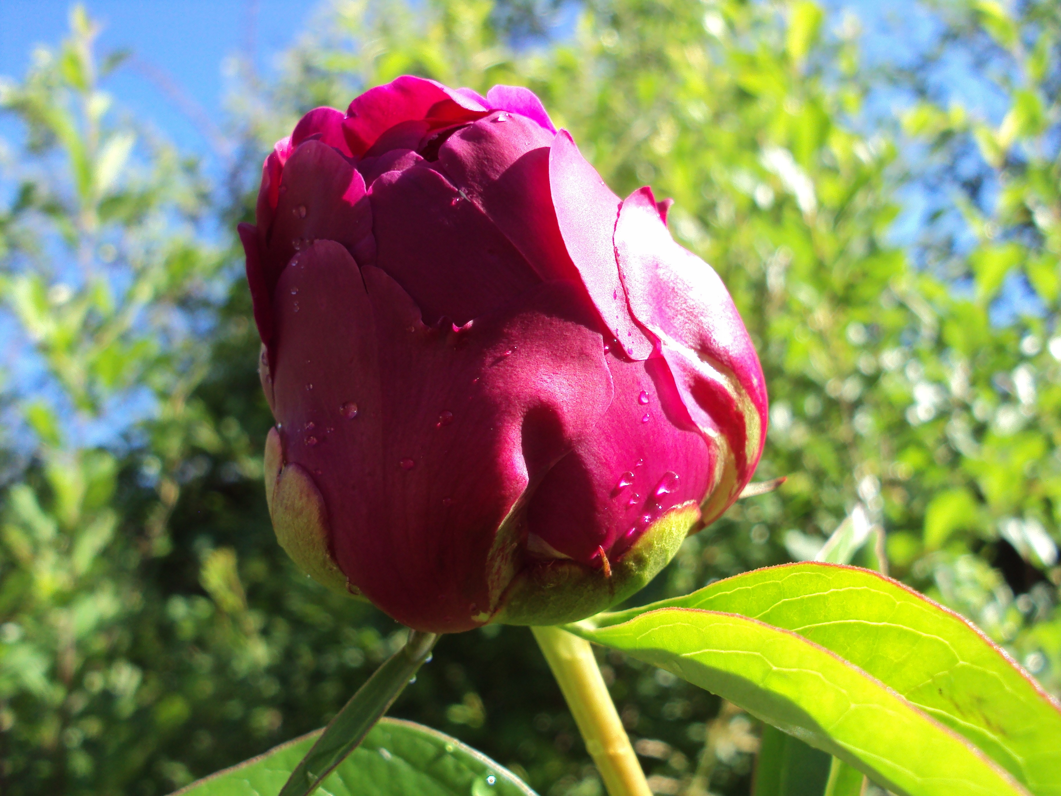 A deep pink peony bud with water droplets HD Wallpaper