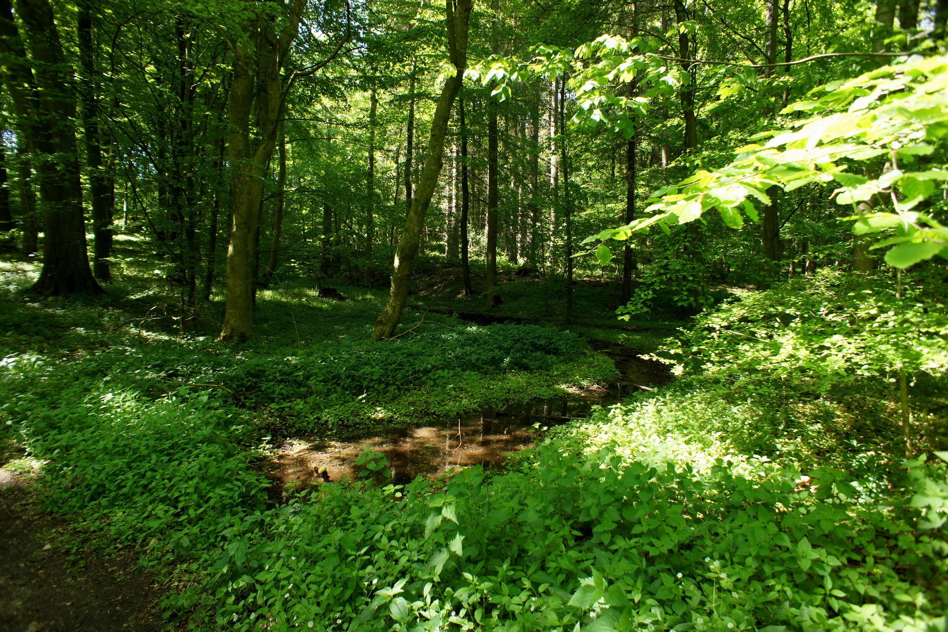 Sunlit forest with a small stream and lush greenery HD Wallpaper