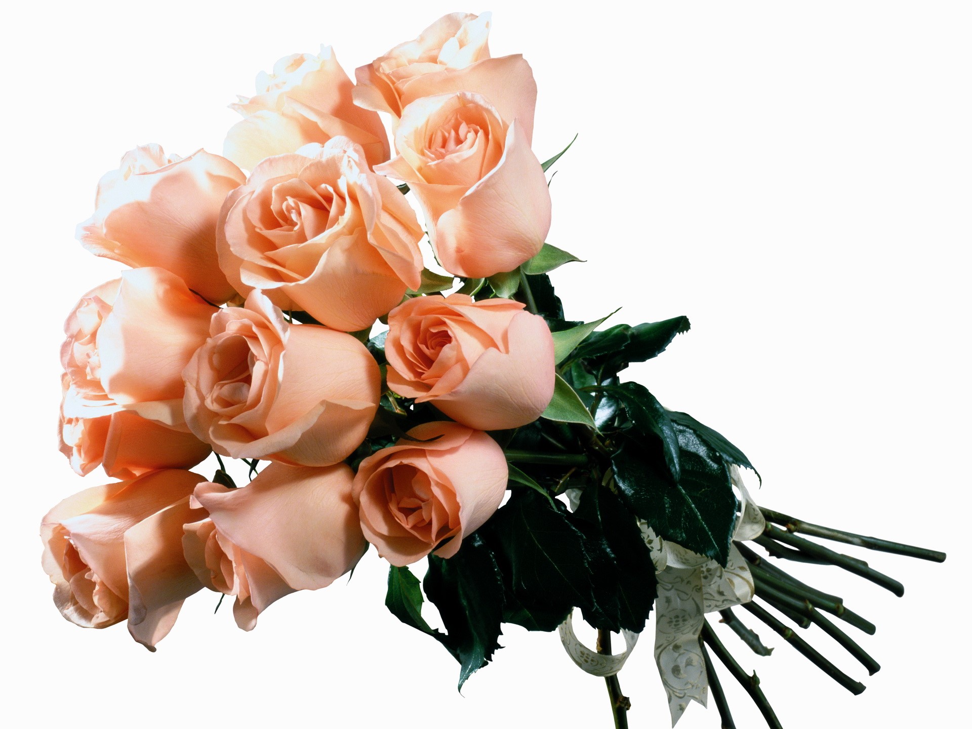 Bouquet of peach roses with ribbon HD Wallpaper