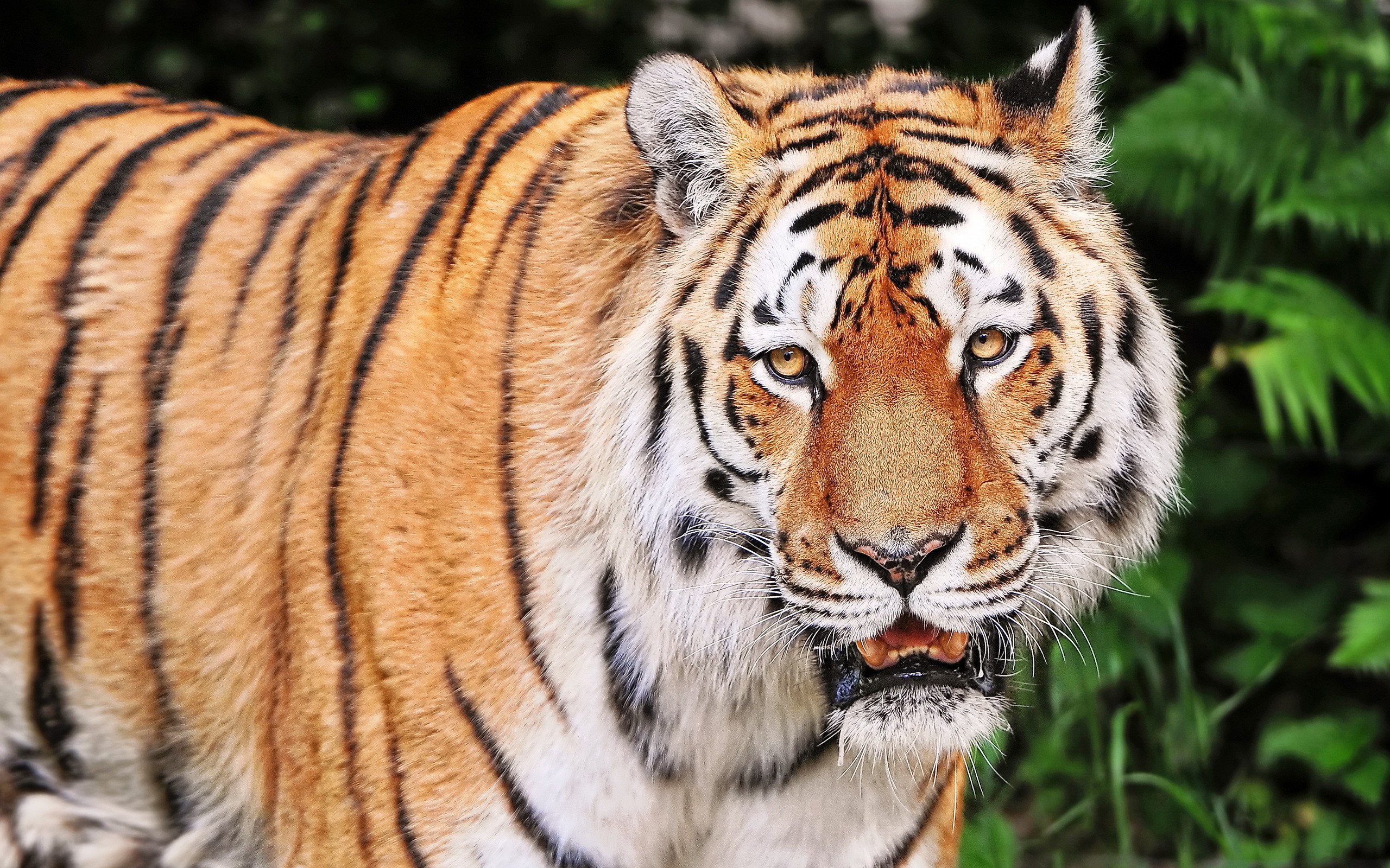 Close-up of a tiger's face HD Wallpaper