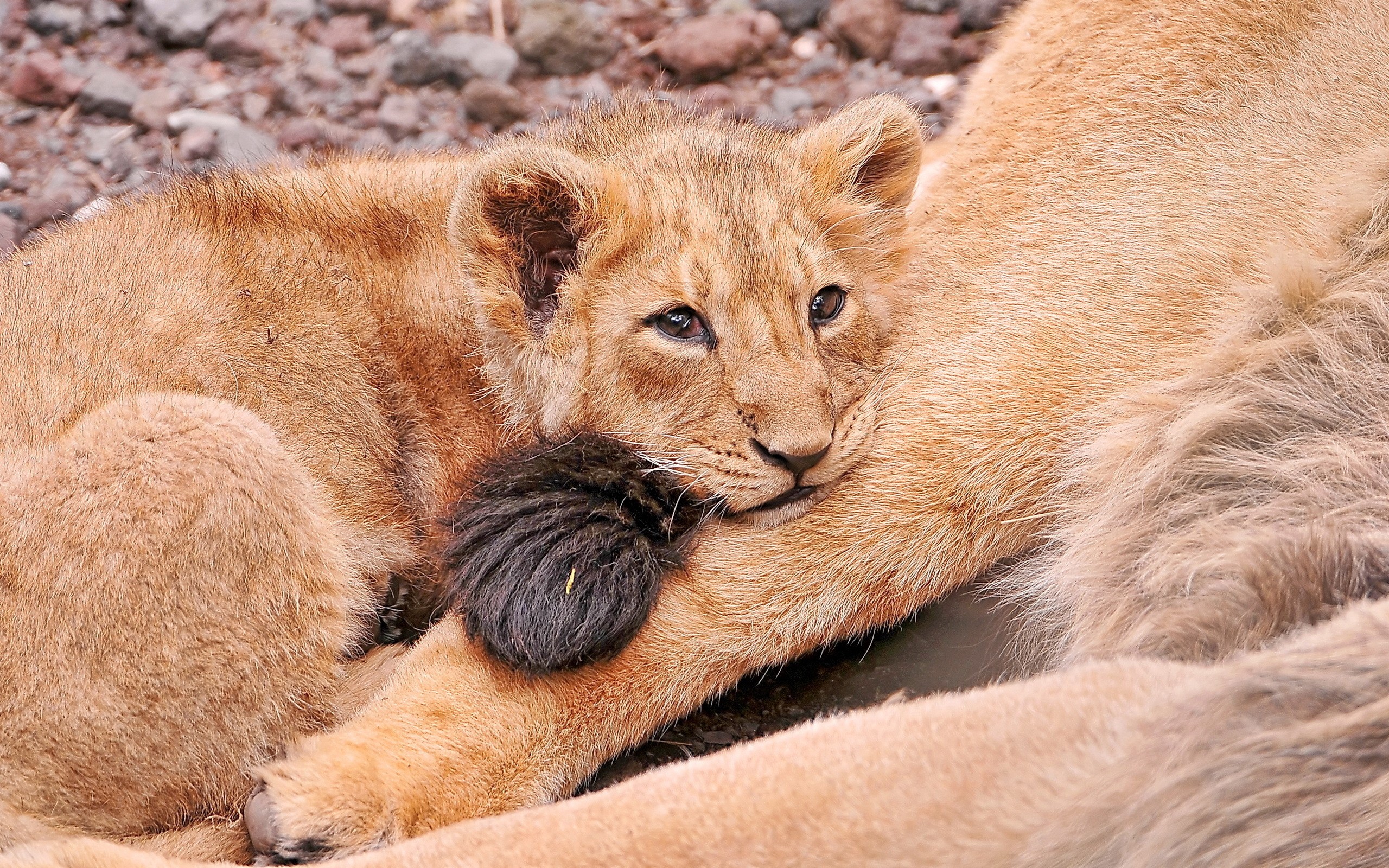 Lion cub resting on its mother HD Wallpaper