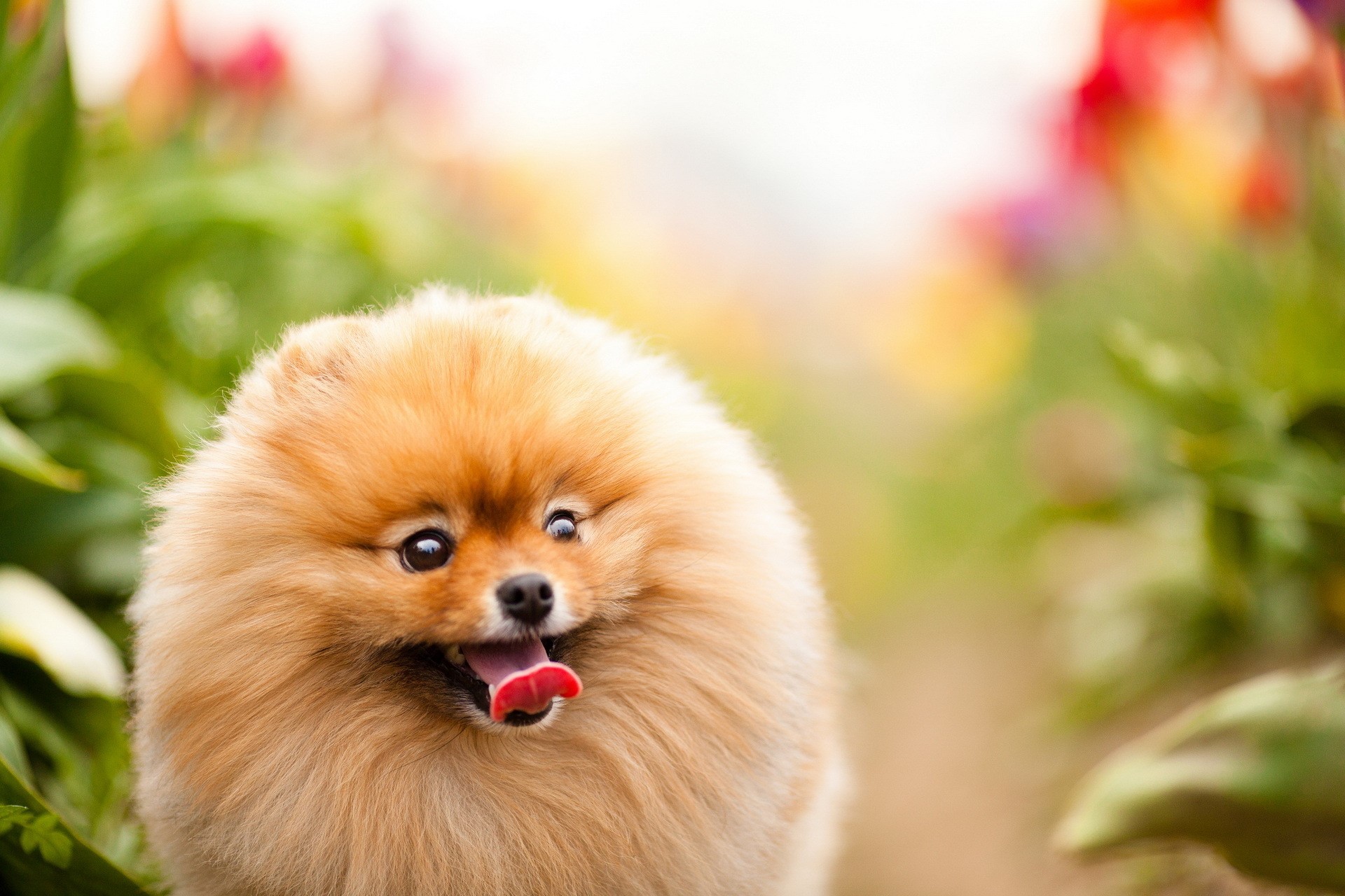 Pomeranian dog with tongue out in a field of flowers HD Wallpaper