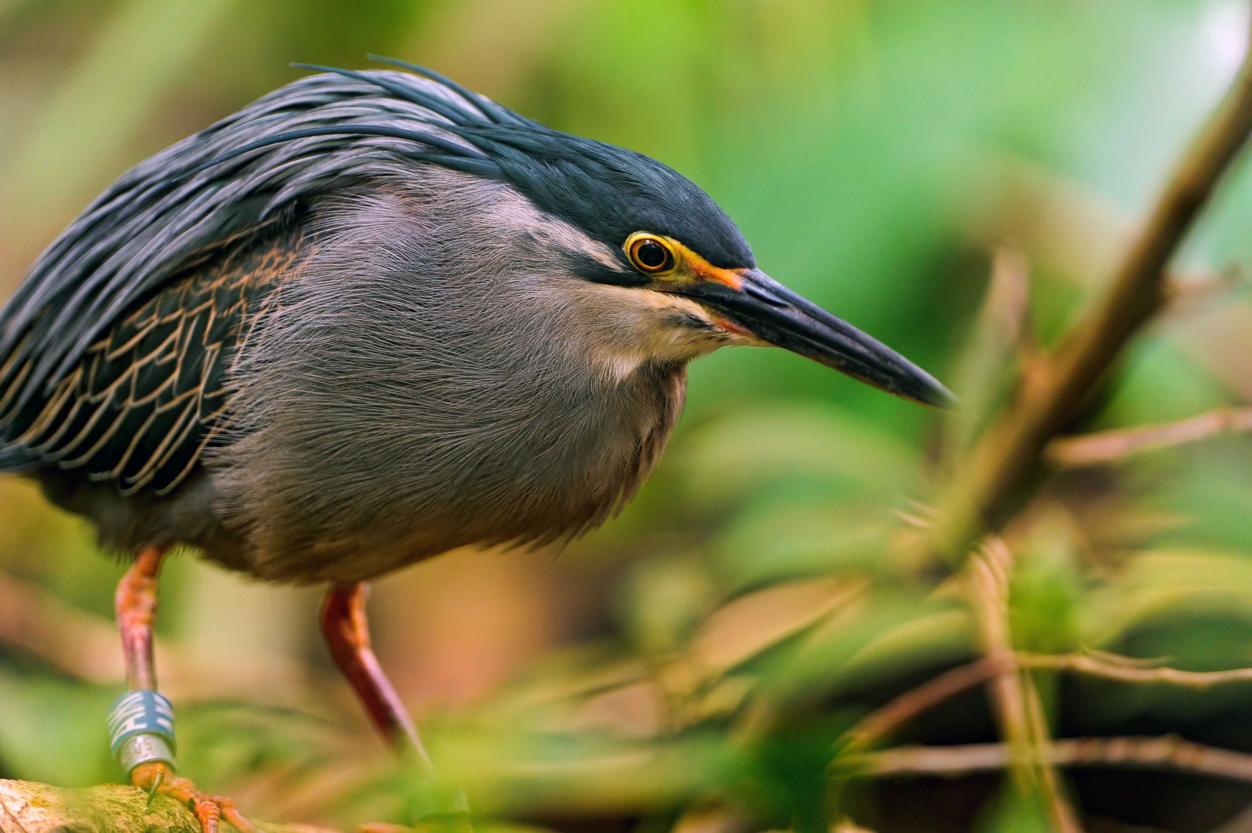 Bird with a band on its leg HD Wallpaper