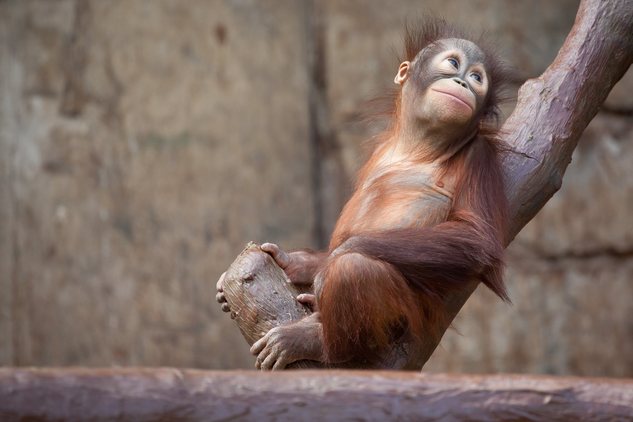Young orangutan sitting on a tree branch HD Wallpaper