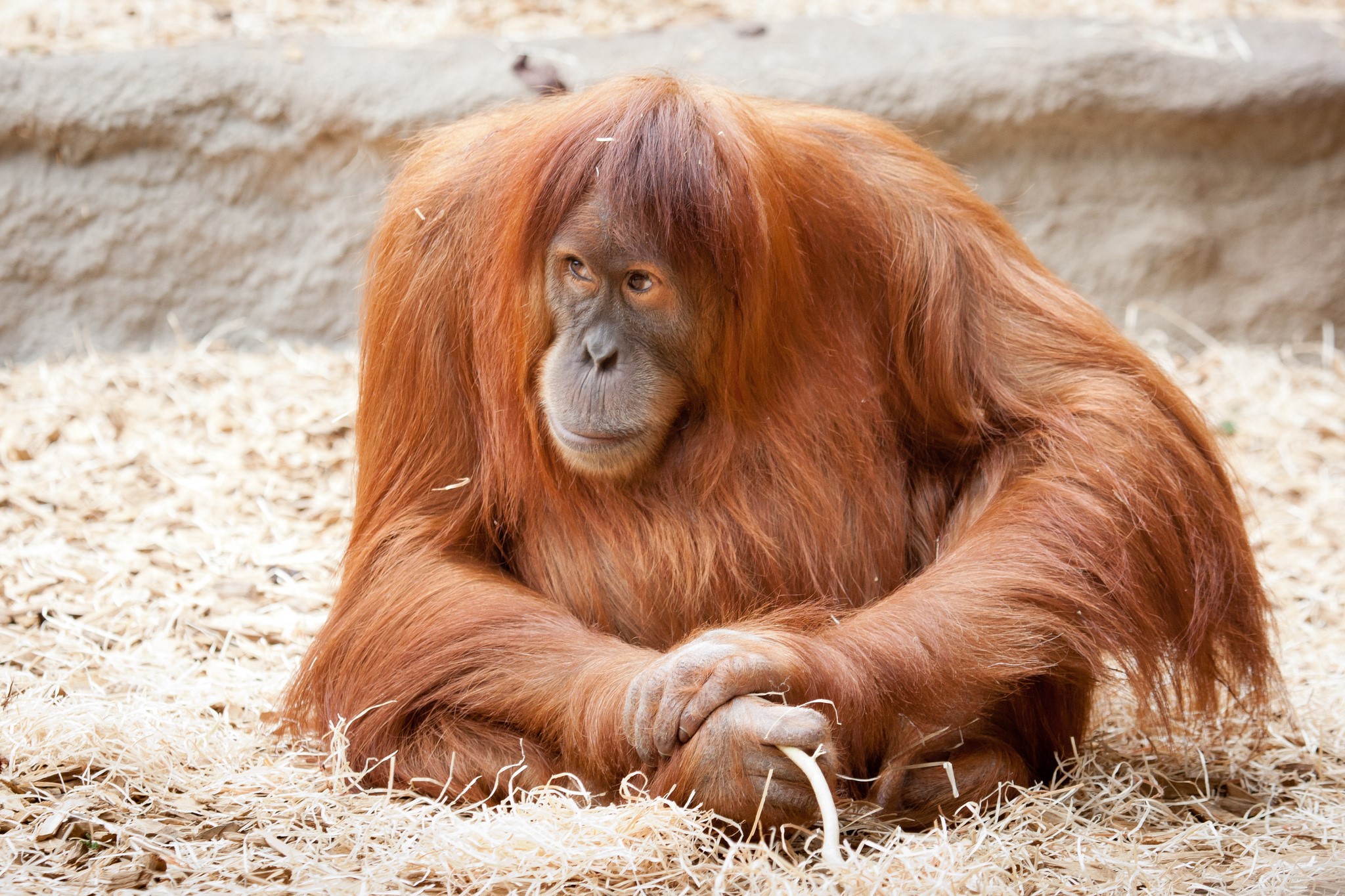Orangutan sitting on the ground HD Wallpaper