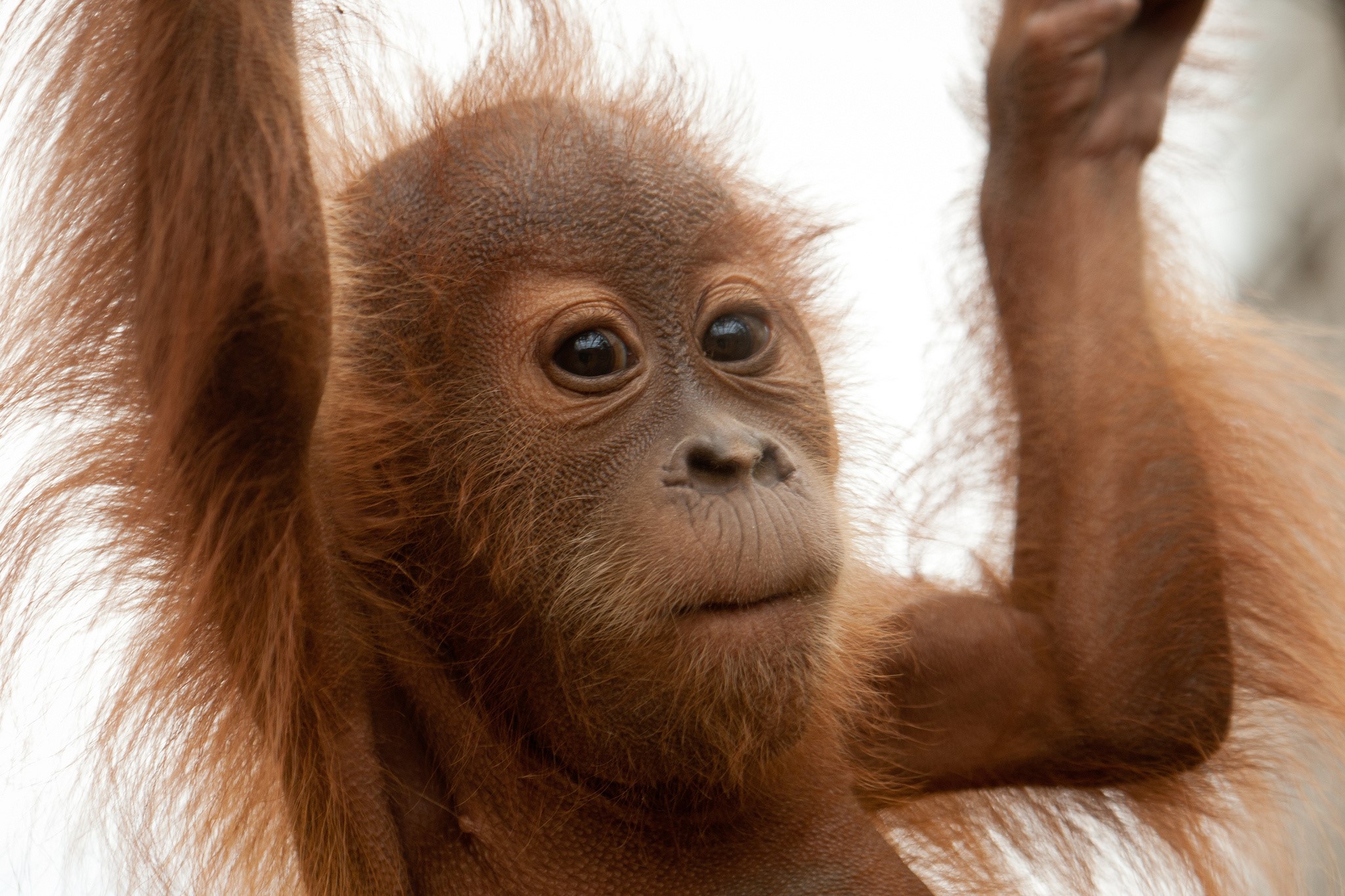 Baby orangutan hanging HD Wallpaper