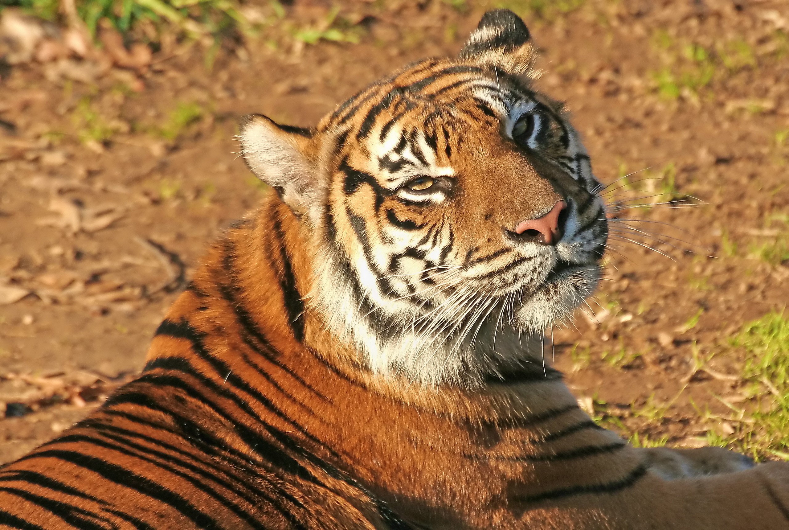 Tiger lying on the ground HD Wallpaper