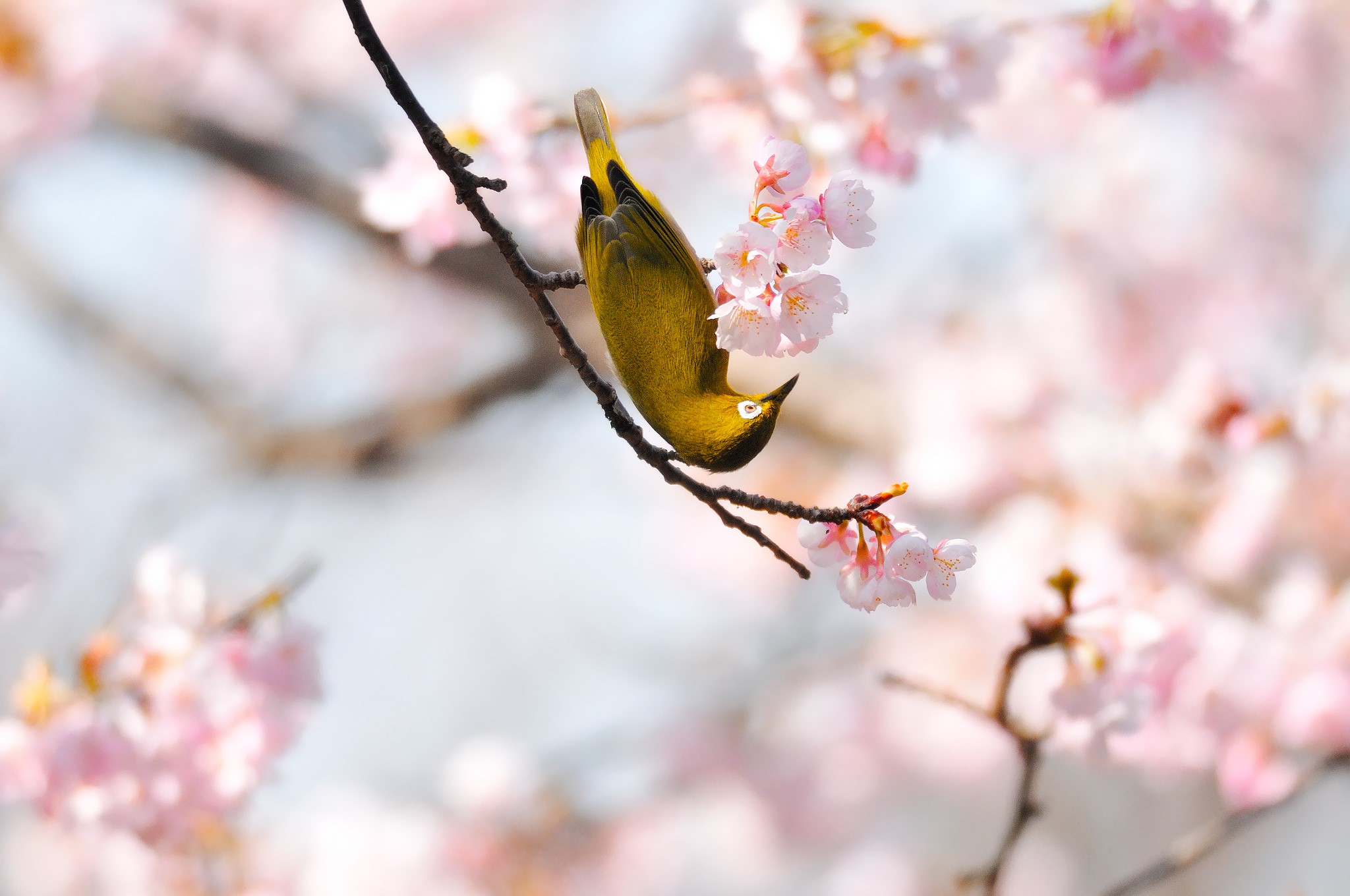 A Japanese White-eye Bird on a Cherry Blossom Branch HD Wallpaper